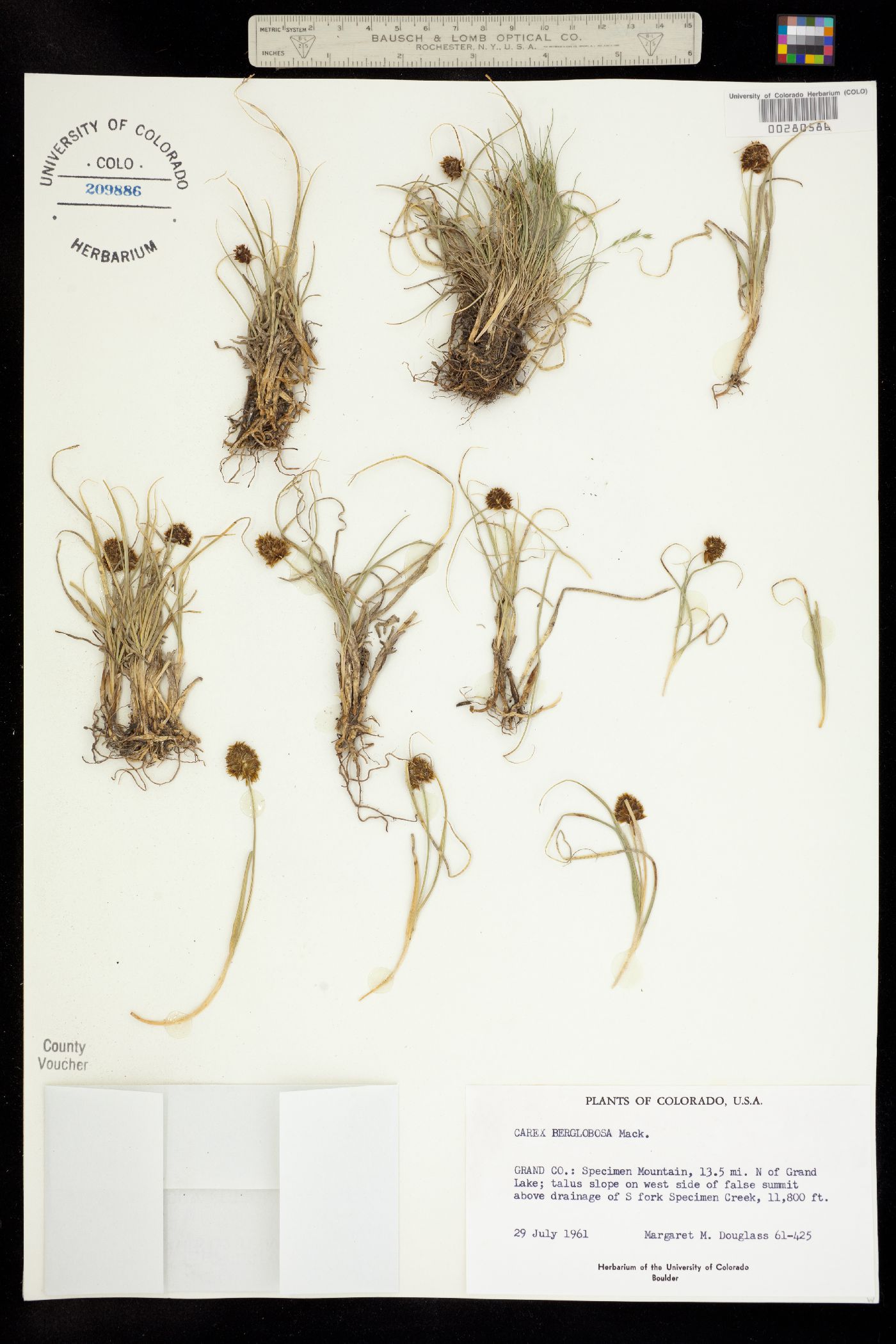 Carex perglobosa image