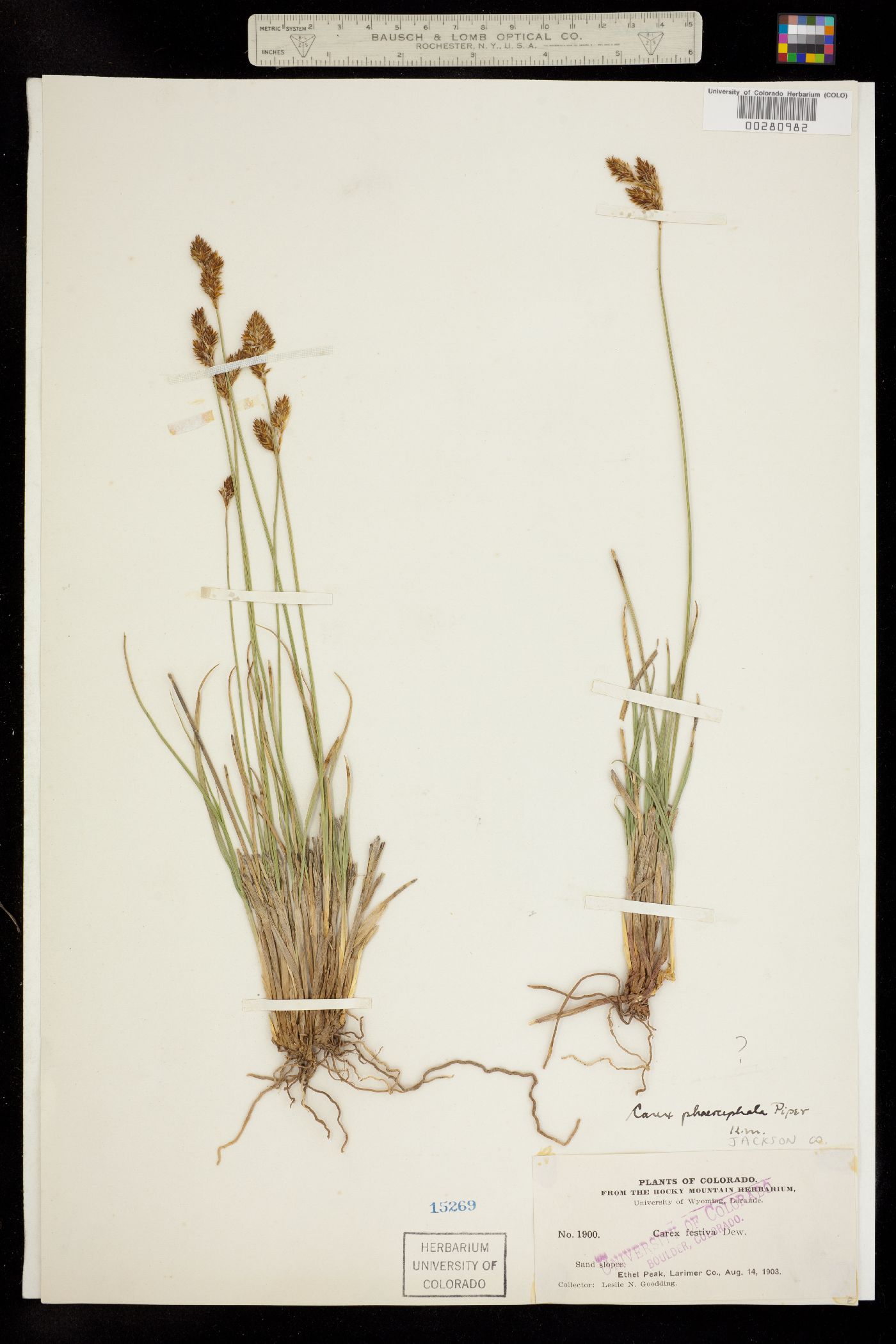 Carex phaeocephala image
