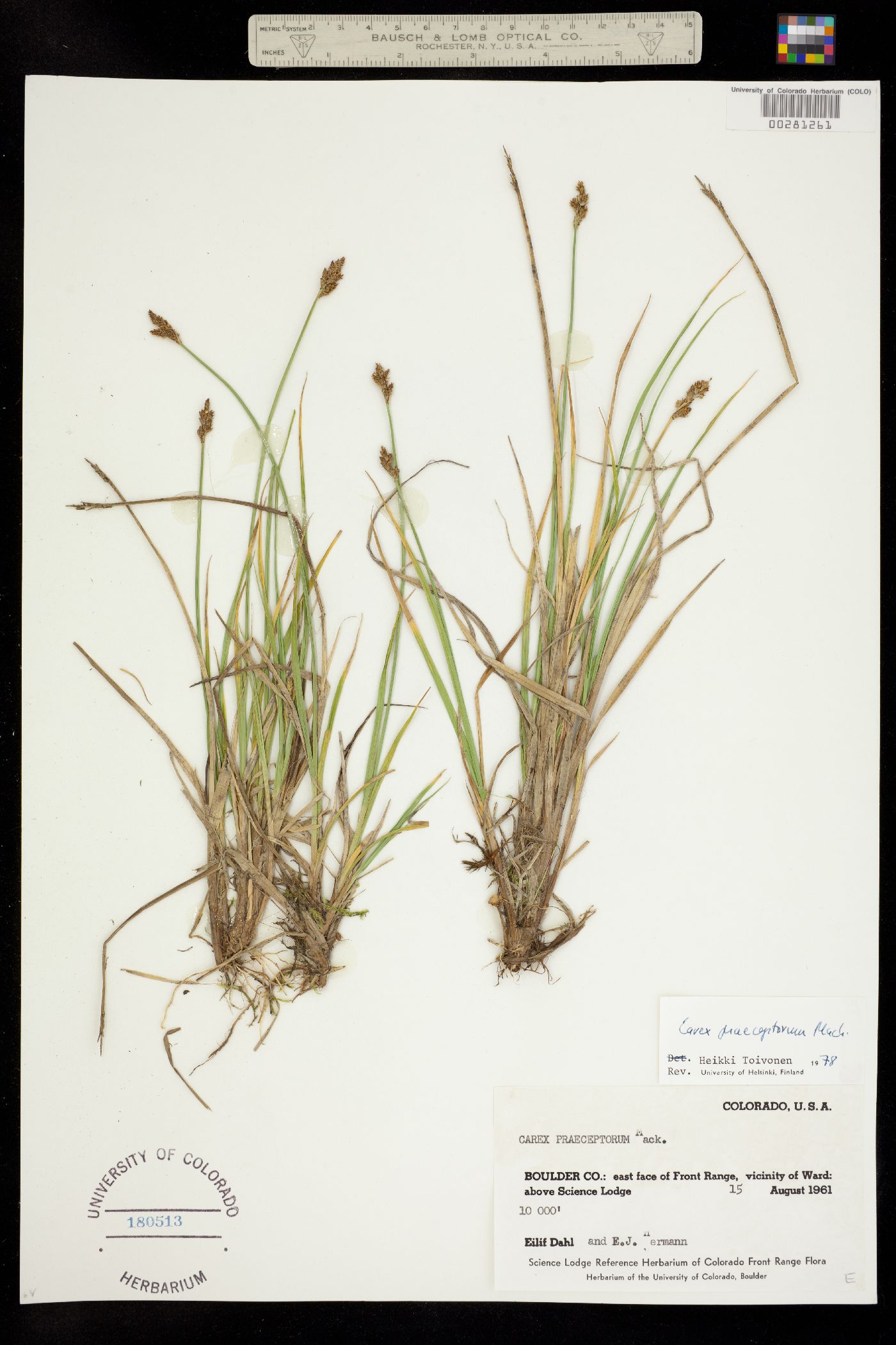 Carex praeceptorum image