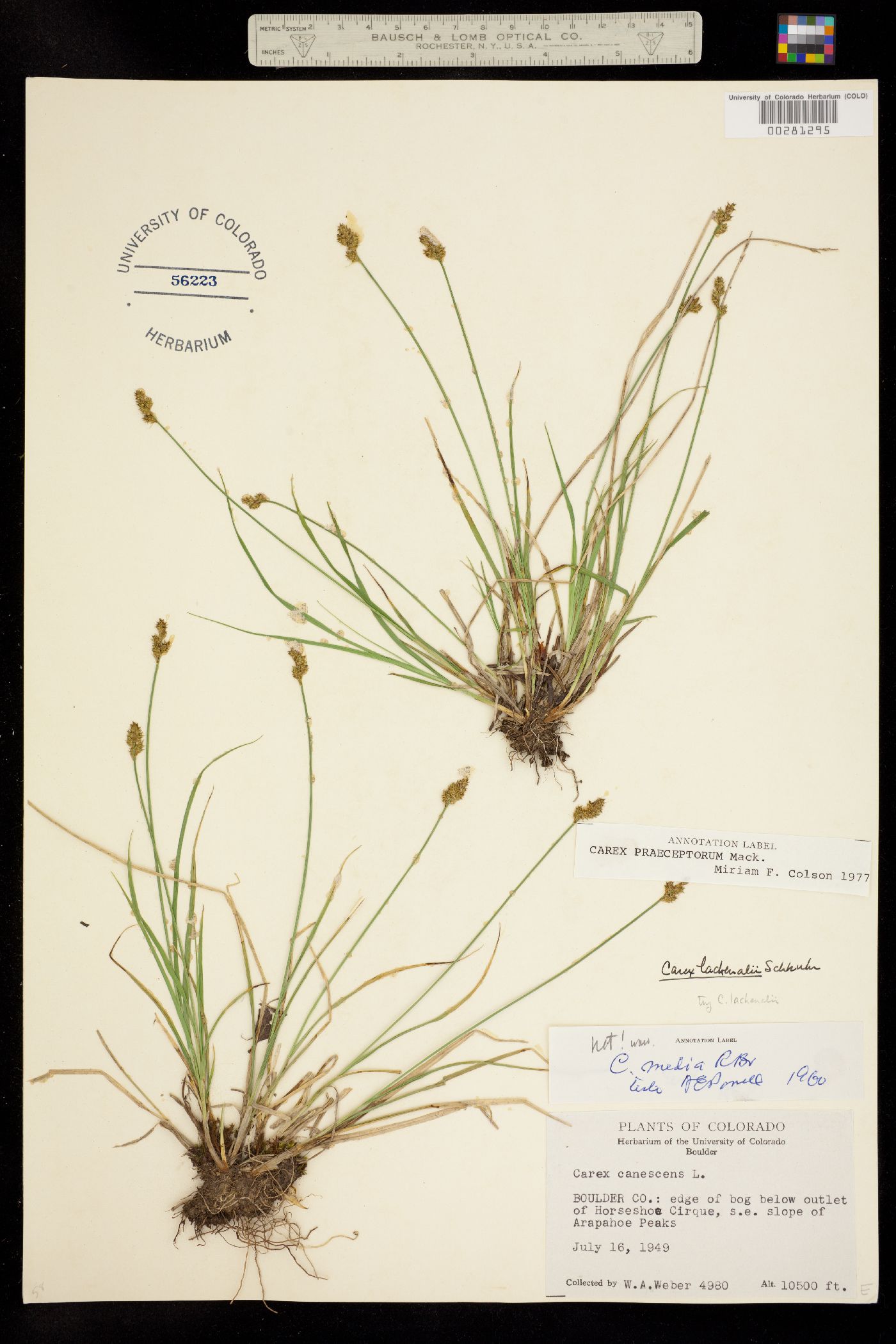 Carex praeceptorum image