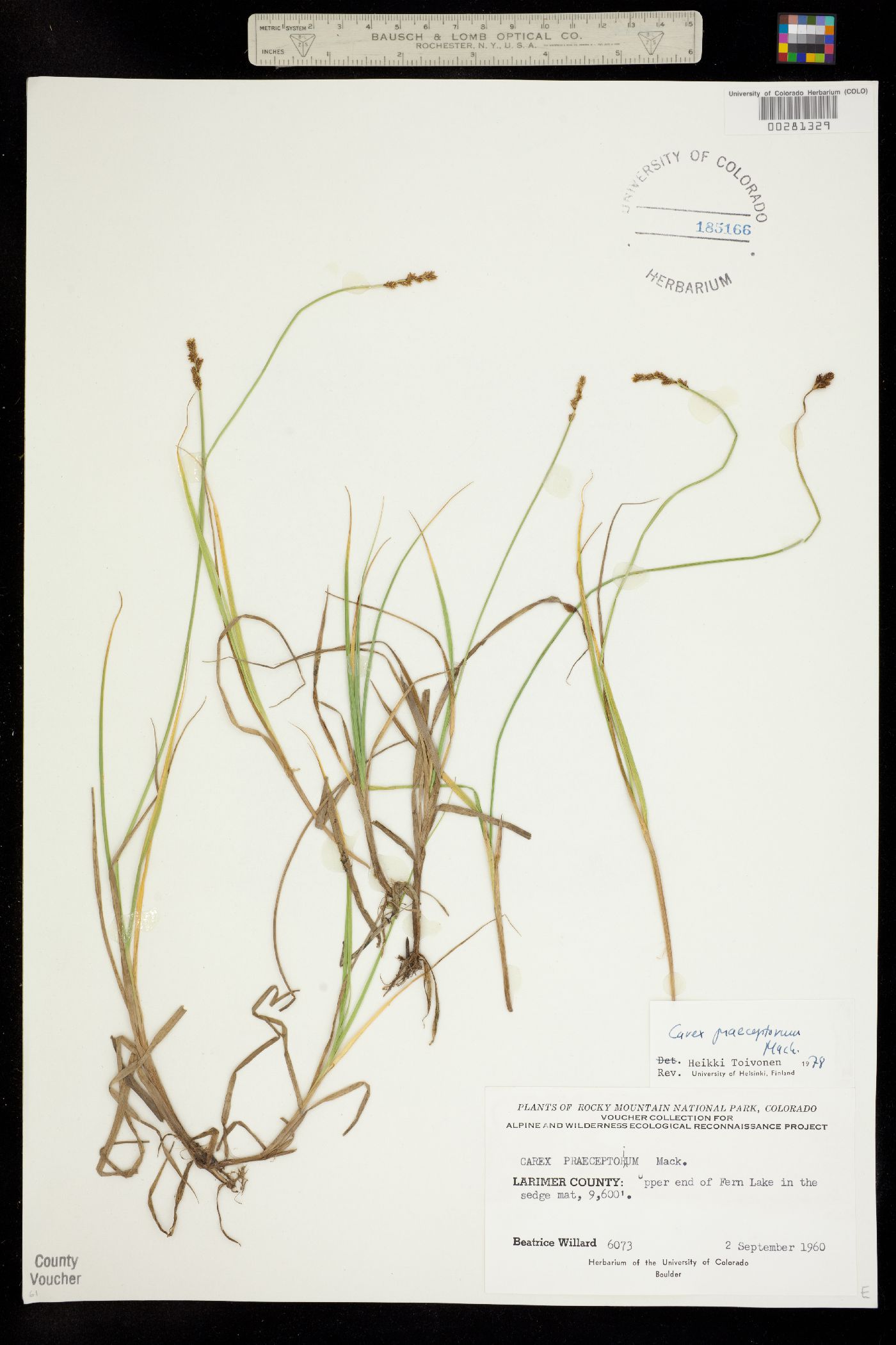 Carex praeceptorum image