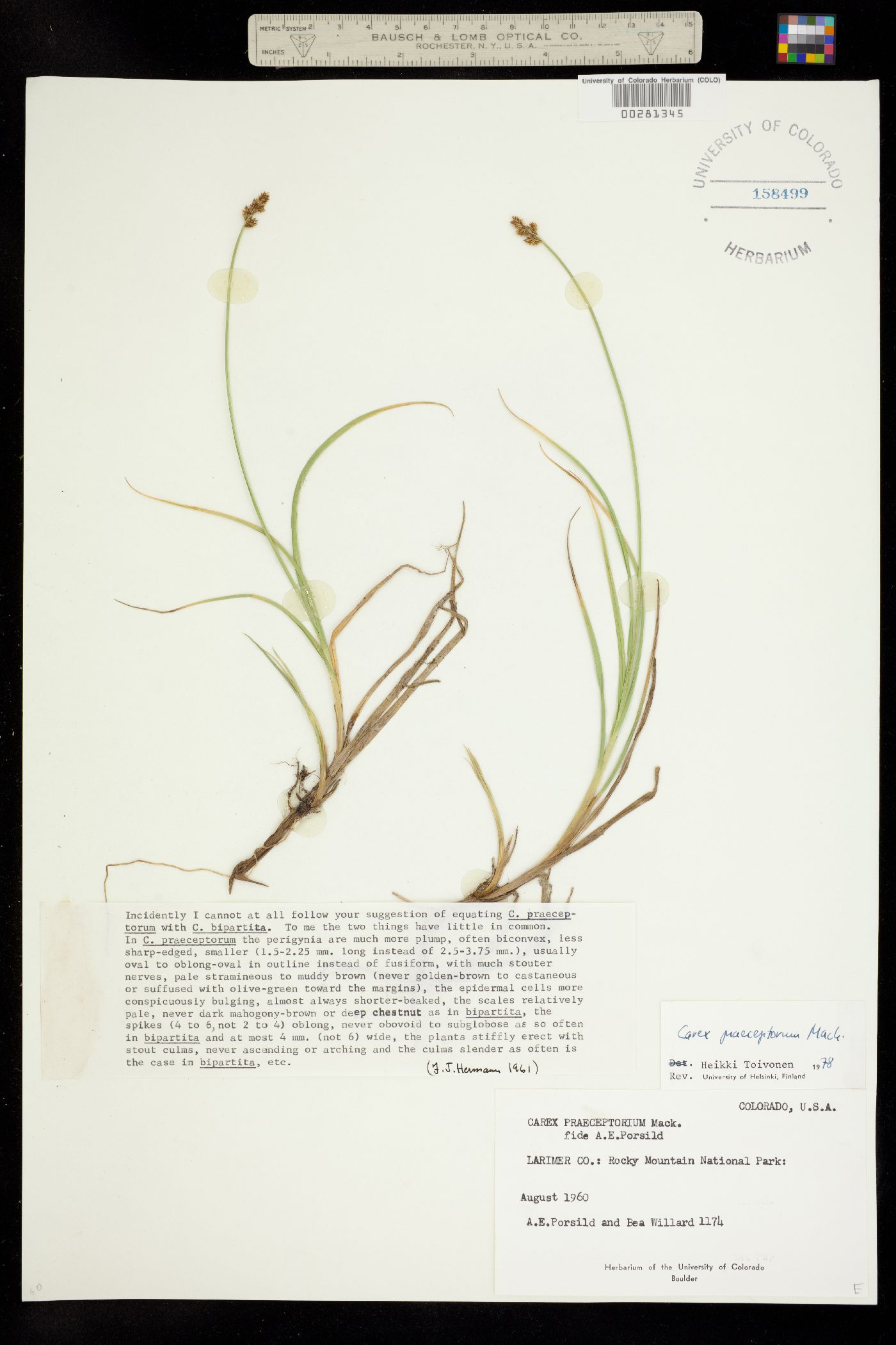 Carex praeceptorum image