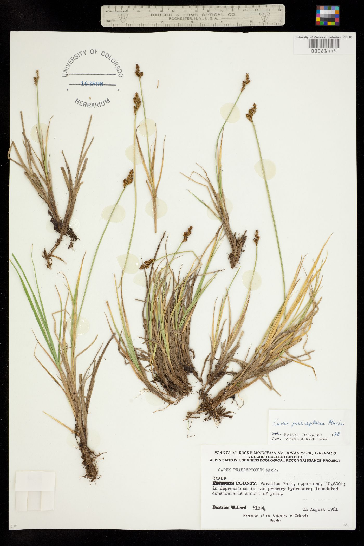 Carex praeceptorum image