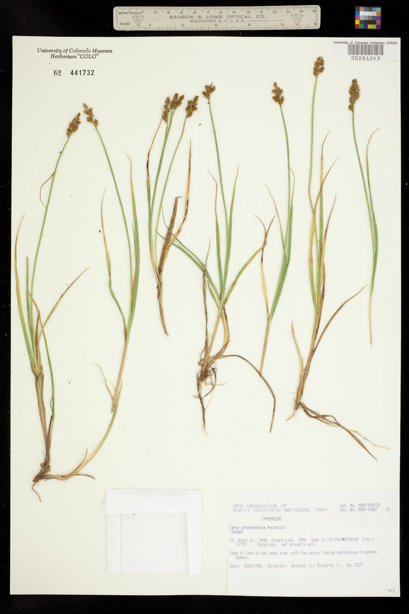 Carex praeceptorum image