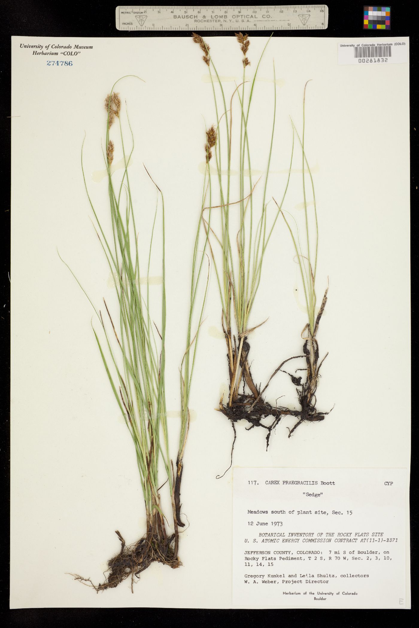 Carex praegracilis image