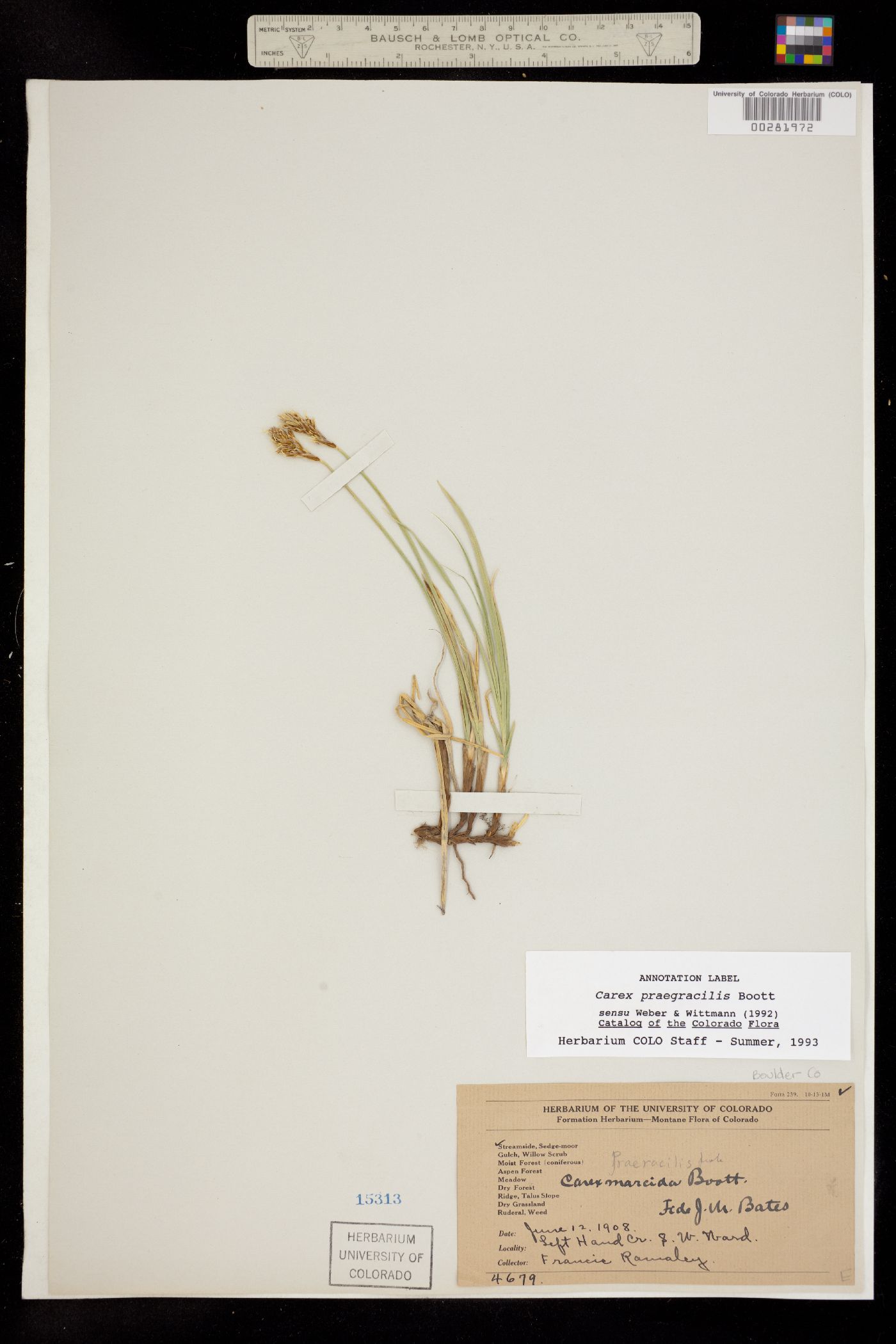 Carex praegracilis image