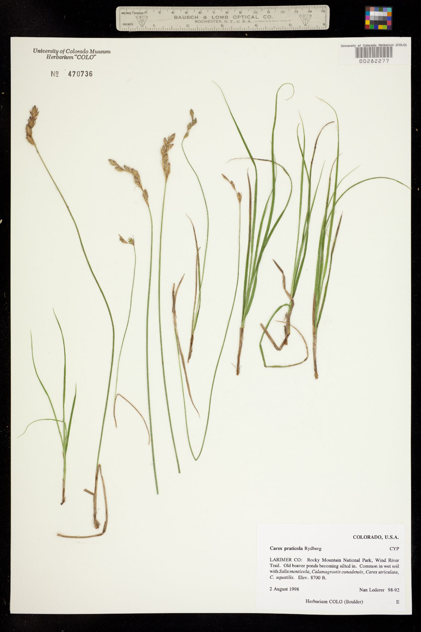 Carex praticola image