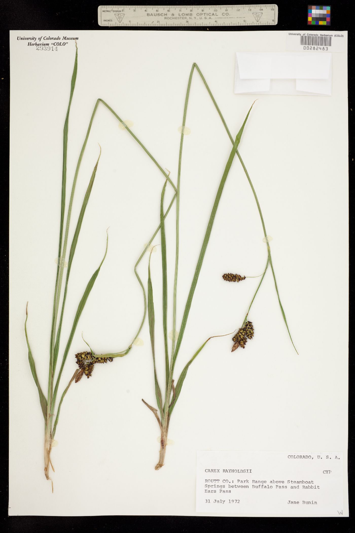 Carex raynoldsii image