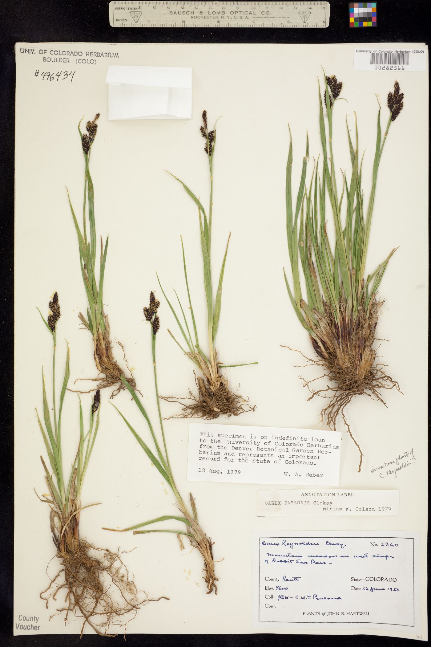 Carex raynoldsii image
