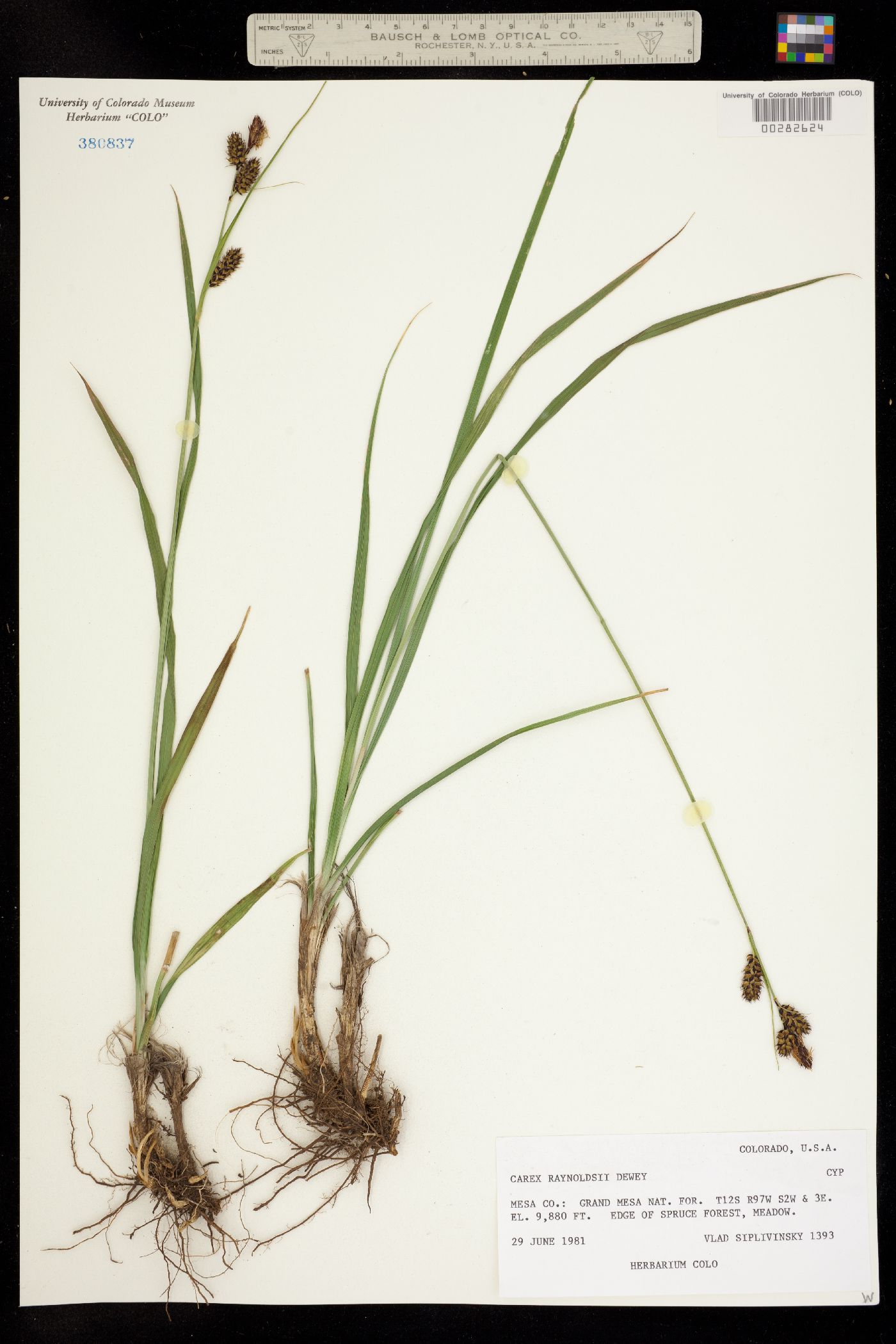 Carex raynoldsii image