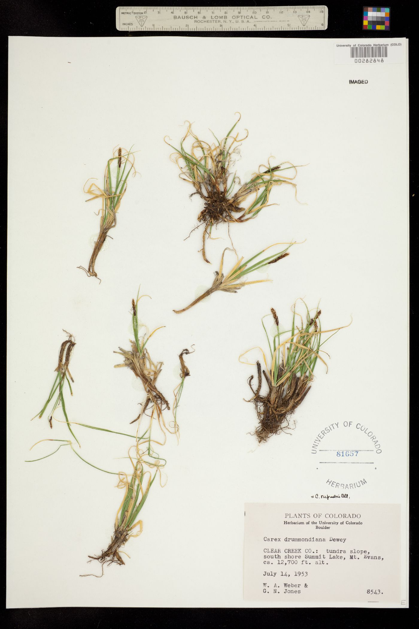 Carex rupestris image