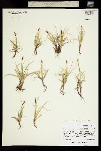 Carex rupestris subsp. drummondiana image