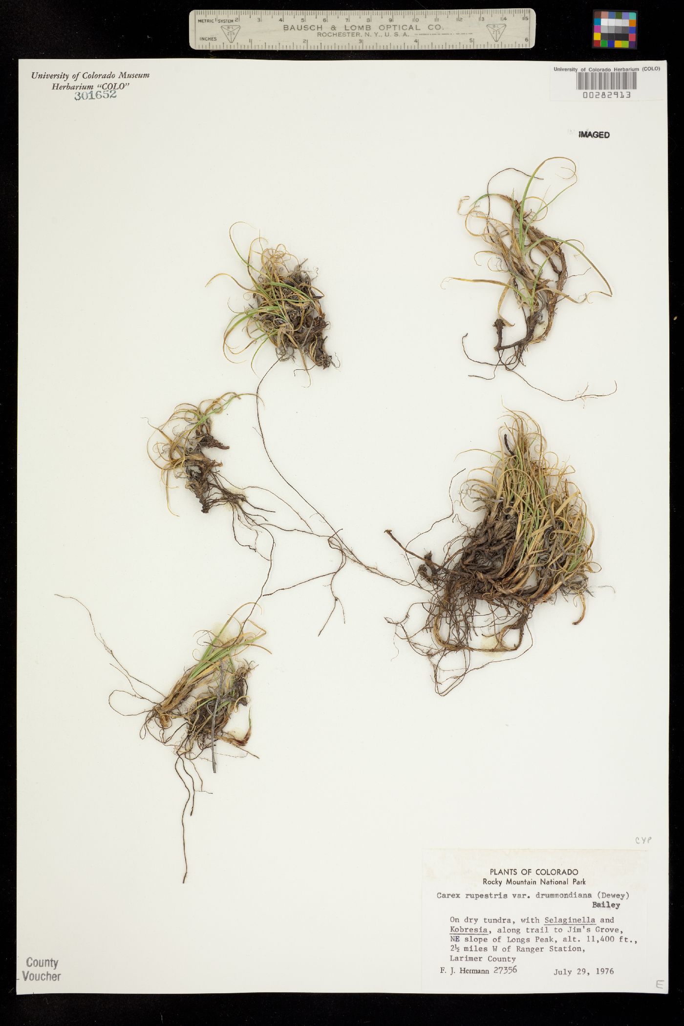 Carex rupestris subsp. drummondiana image