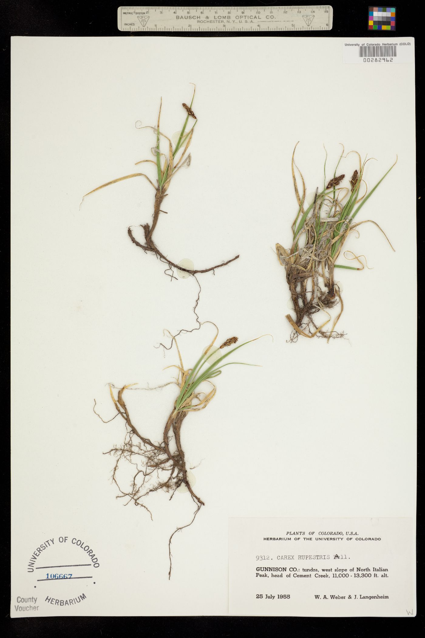 Carex rupestris subsp. drummondiana image