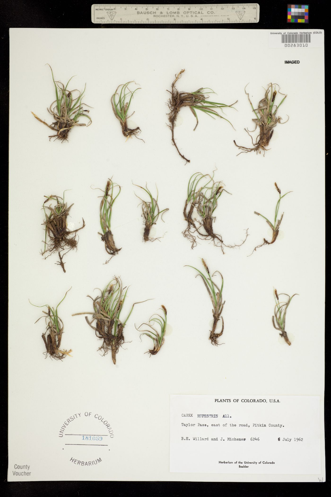 Carex rupestris subsp. drummondiana image