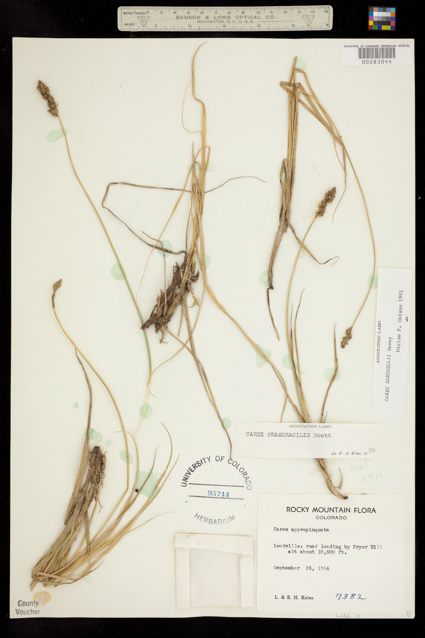 Carex sartwellii image