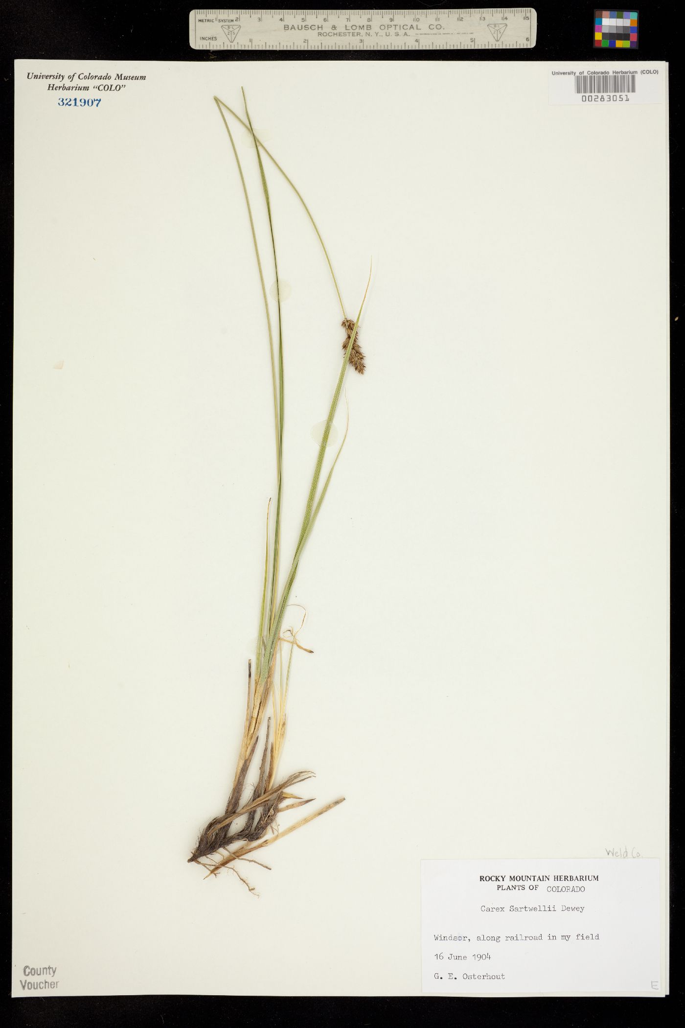 Carex sartwellii image