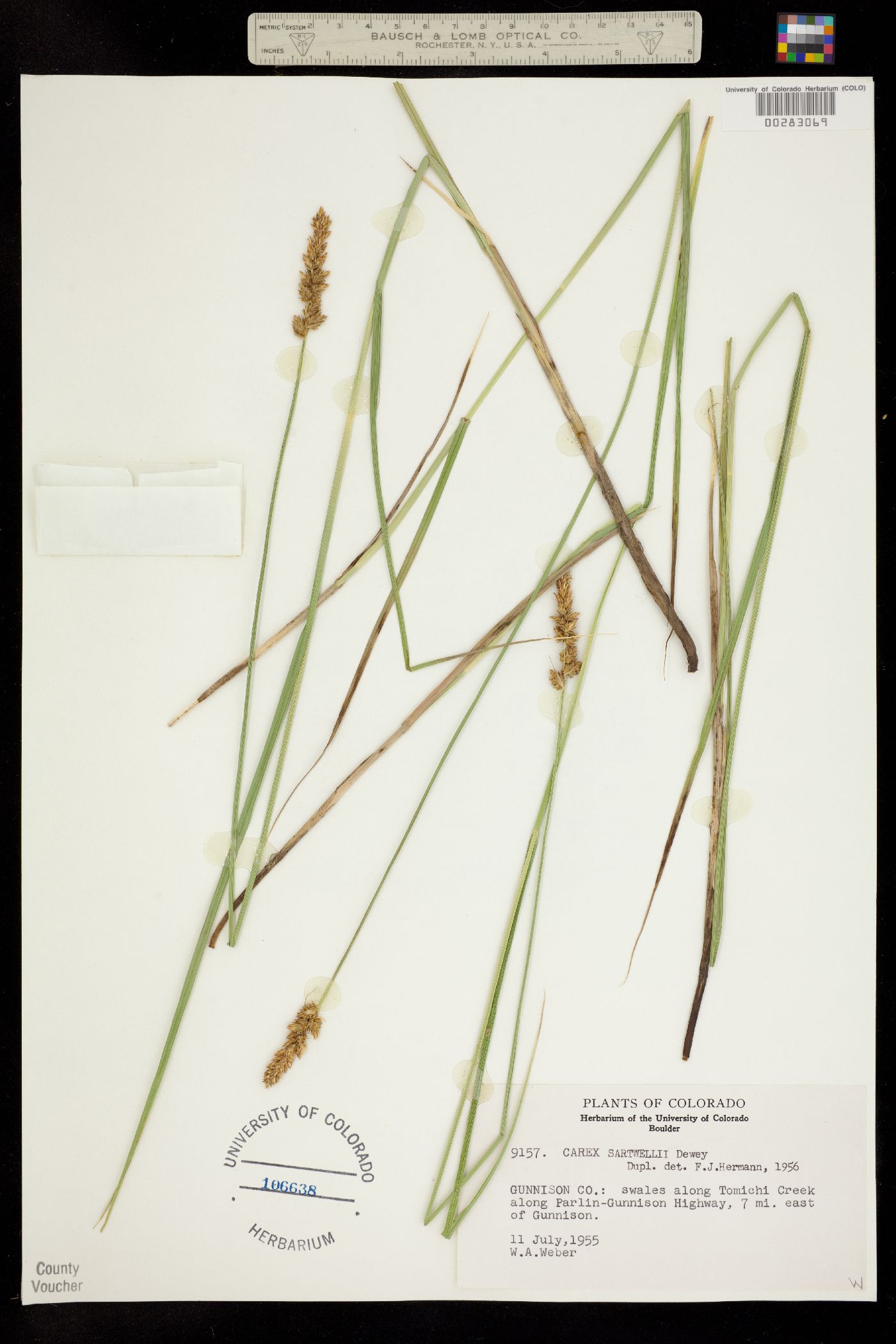 Carex sartwellii image