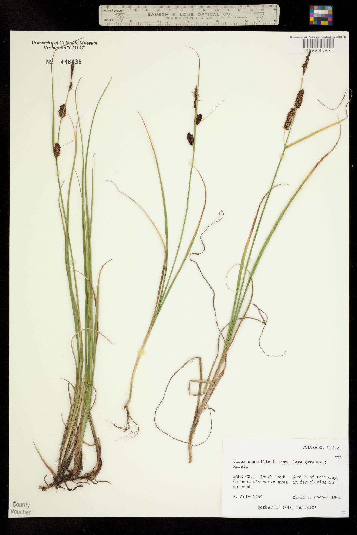 Carex saxatilis image