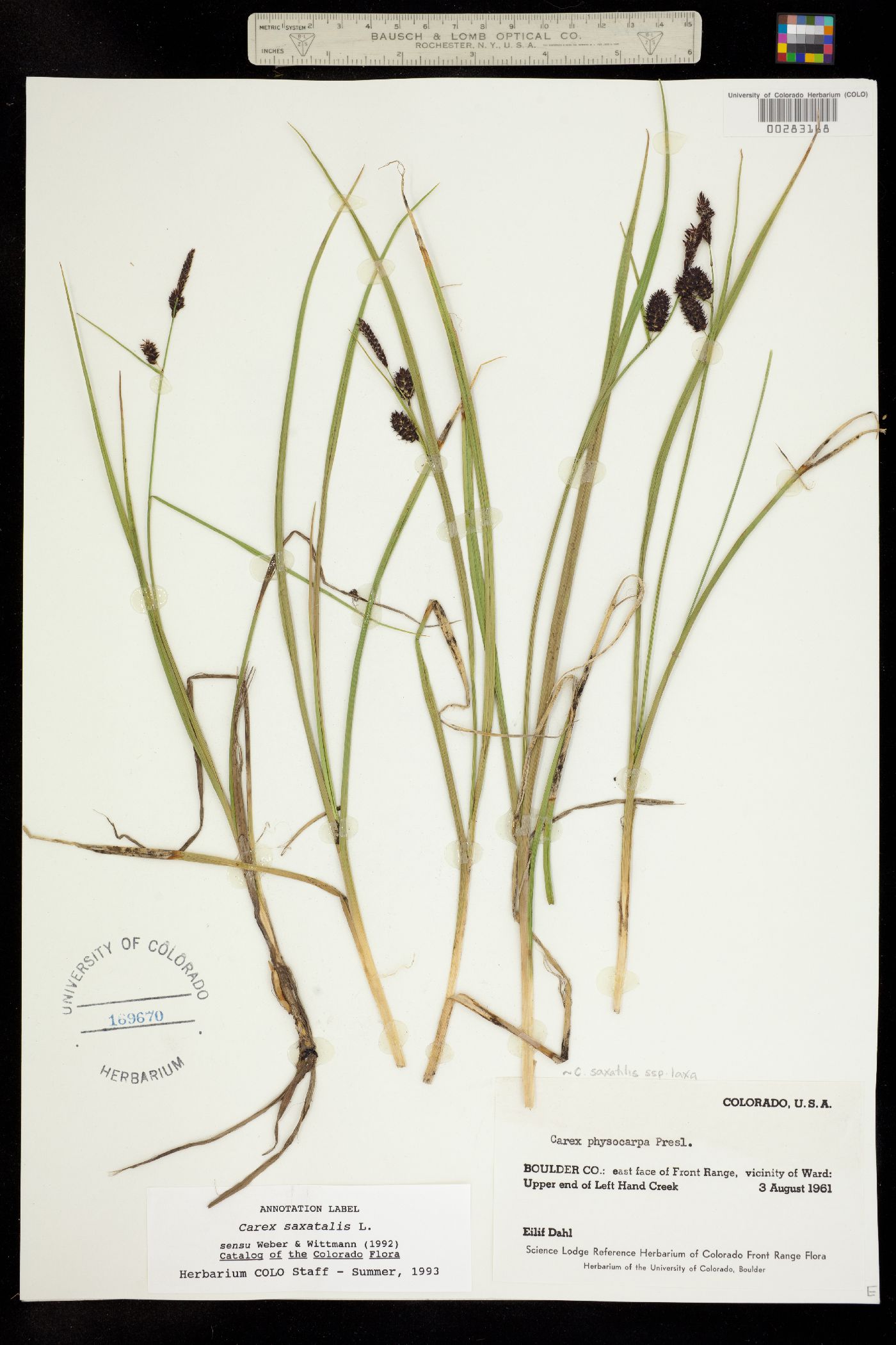 Carex saxatilis image
