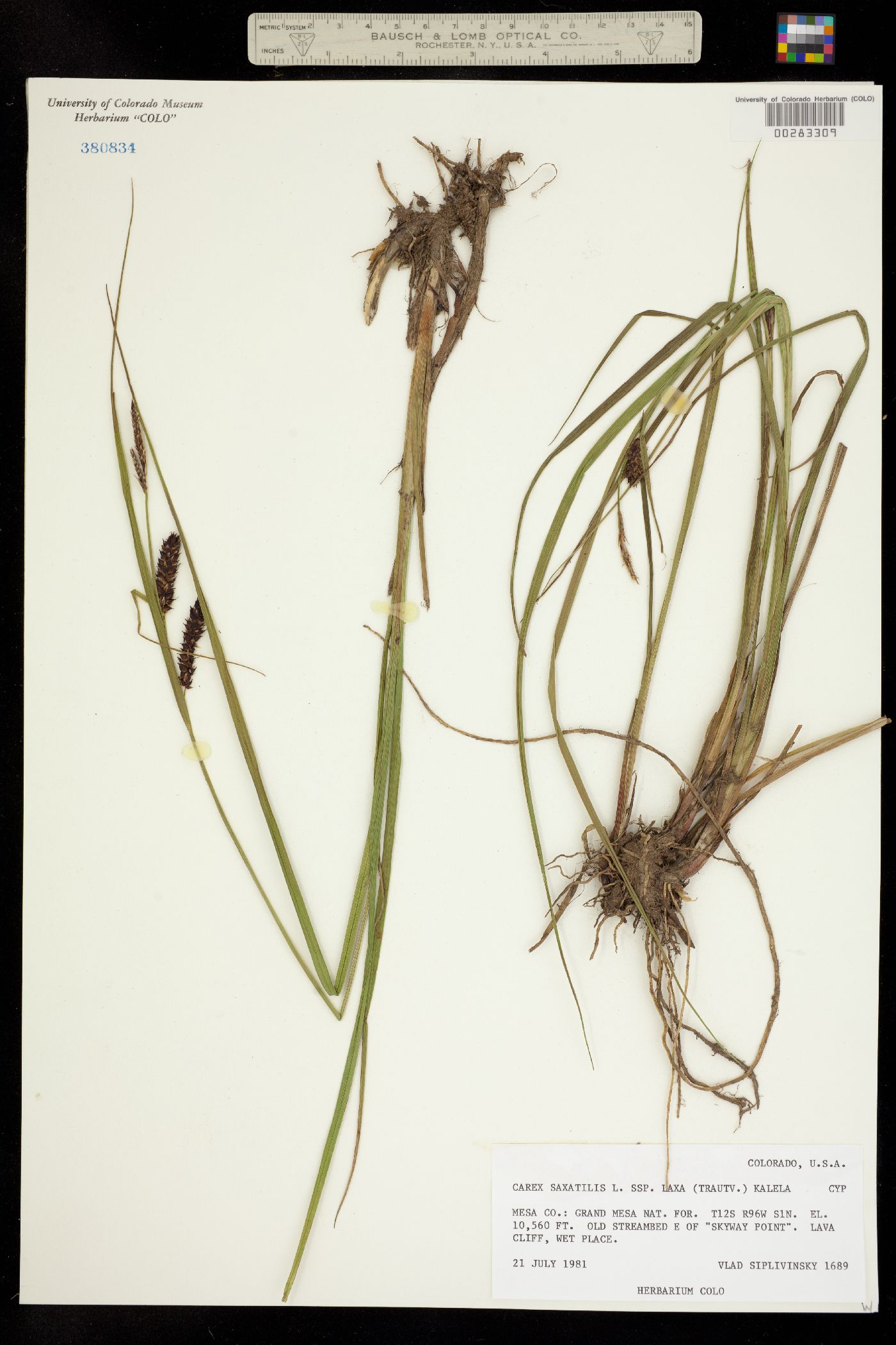Carex saxatilis image