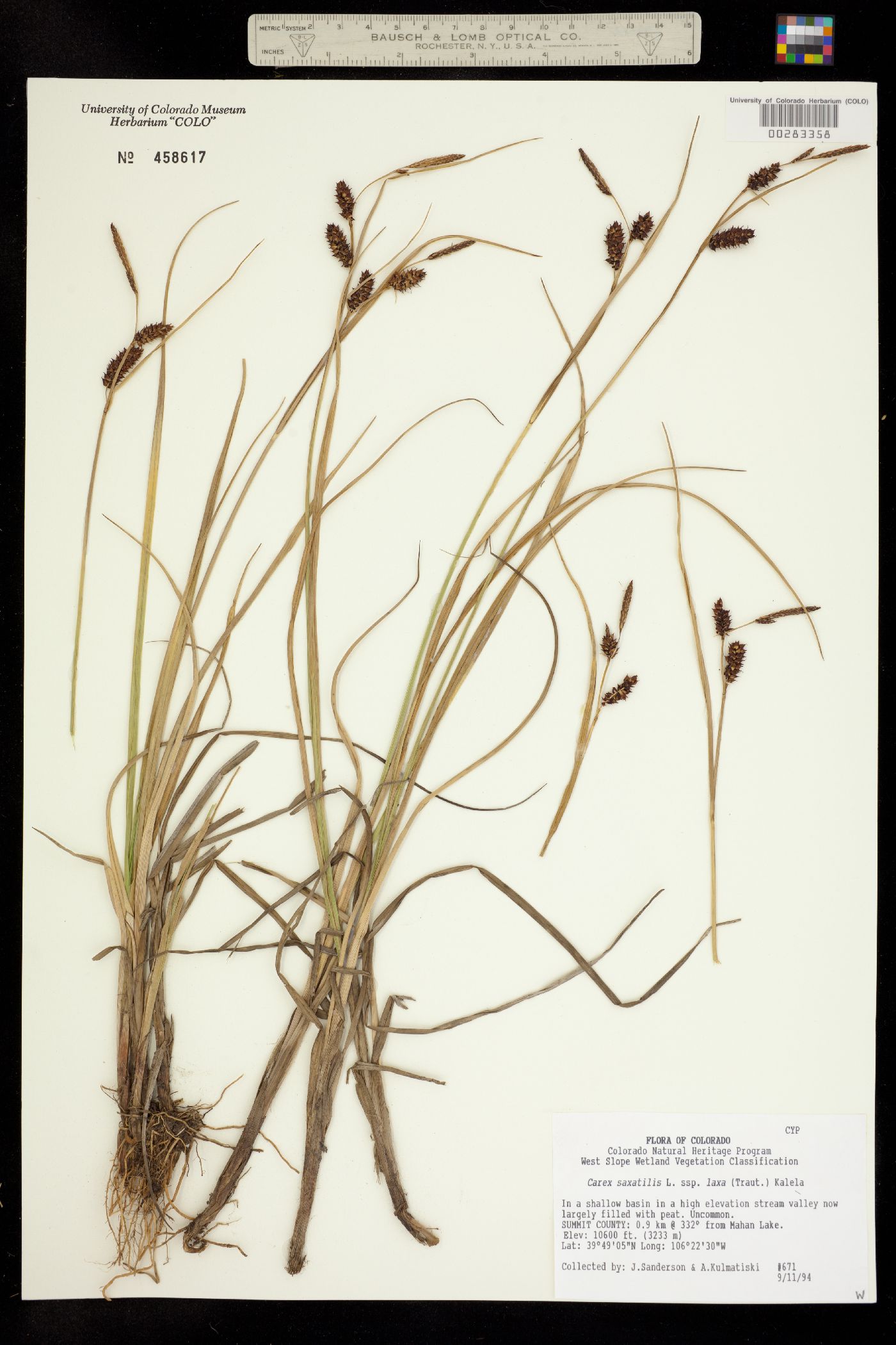Carex saxatilis image