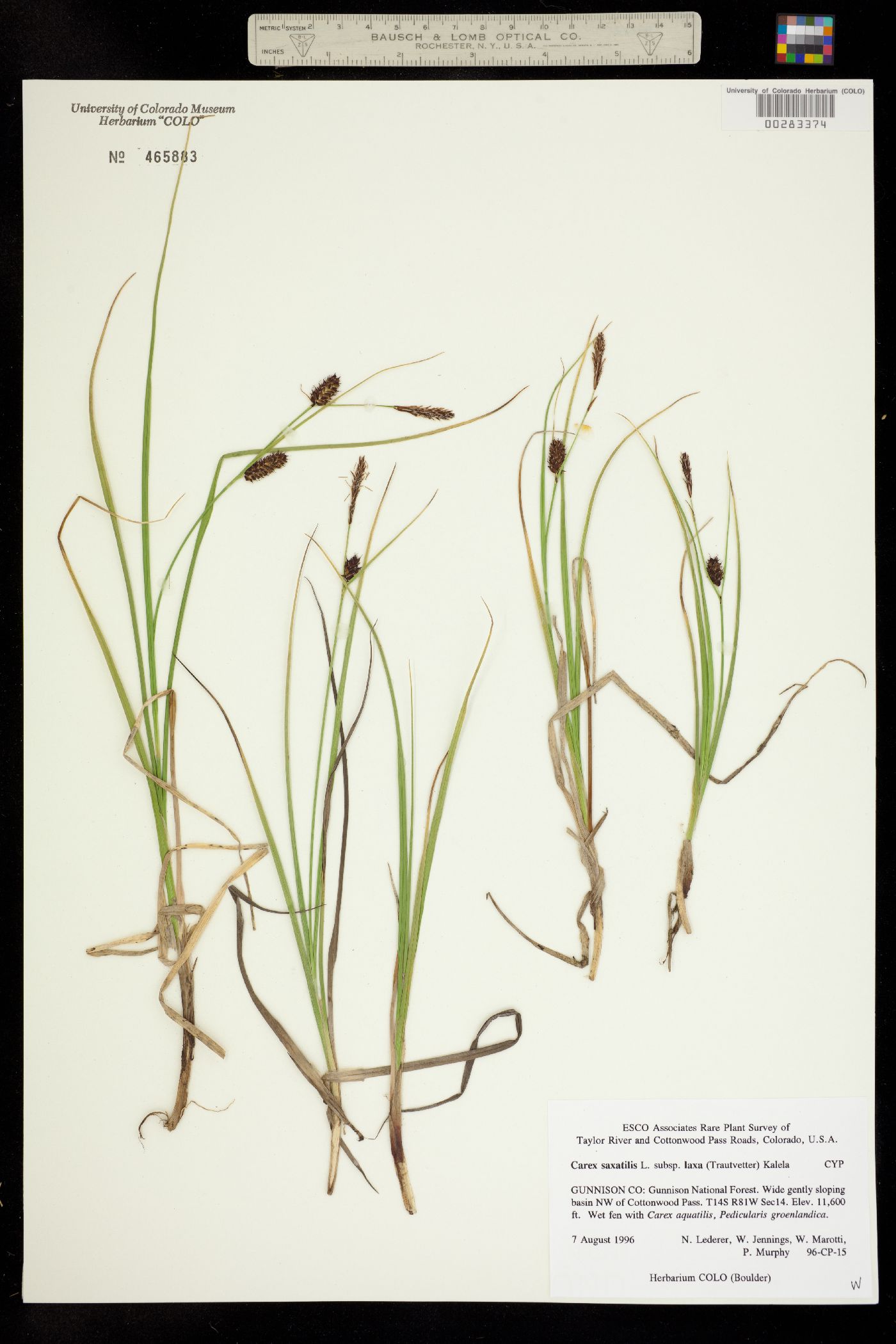 Carex saxatilis image