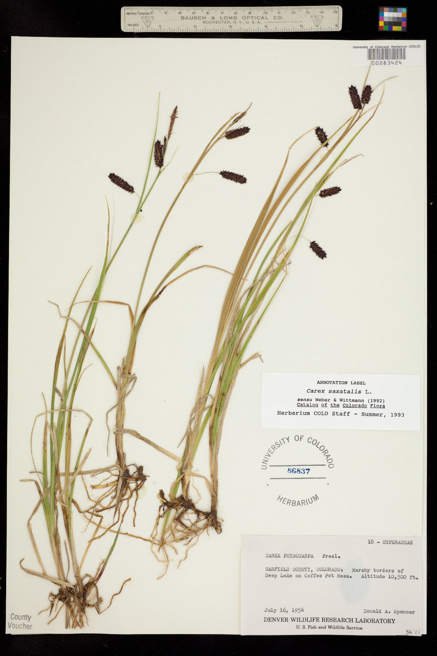 Carex saxatilis image