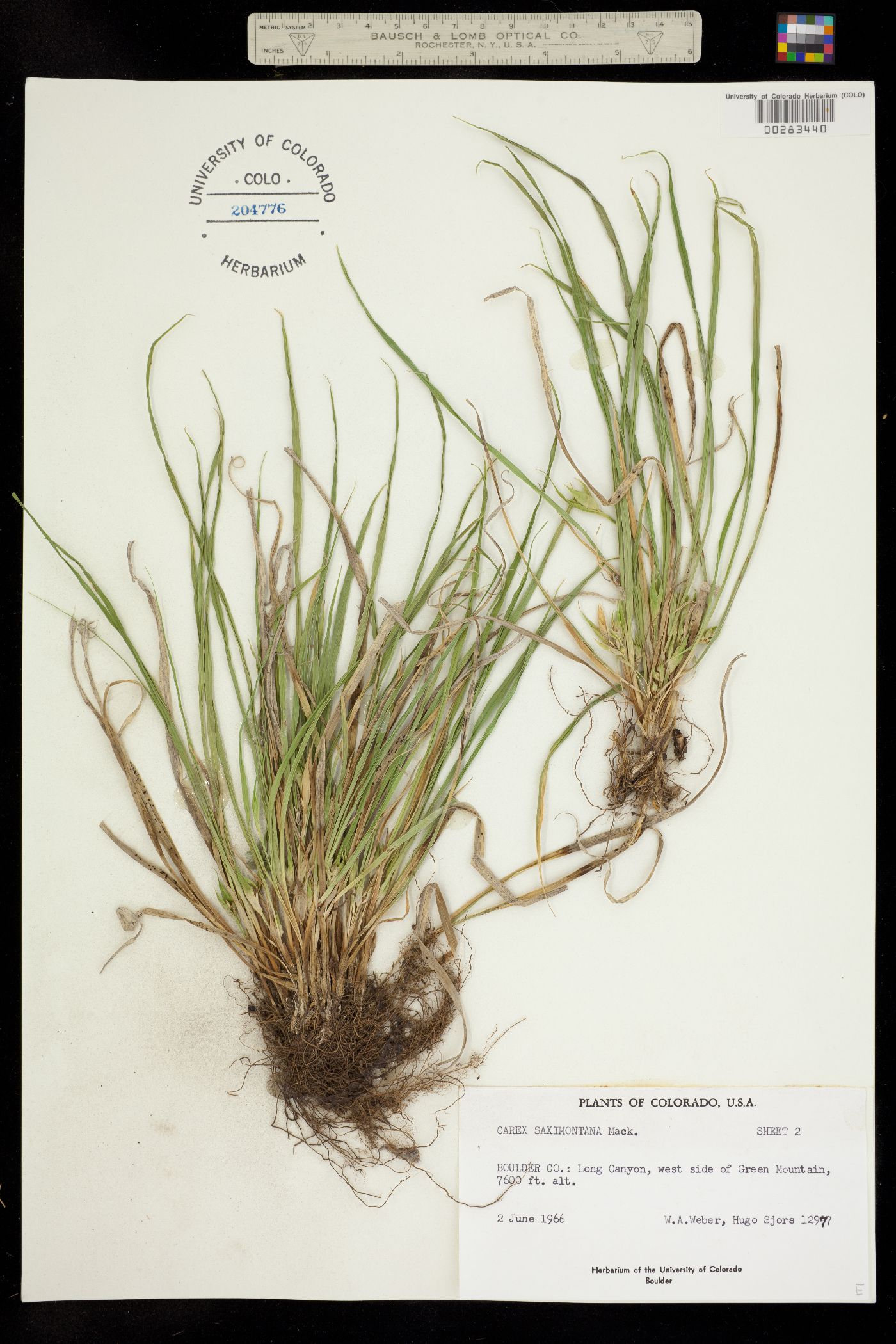 Carex saximontana image