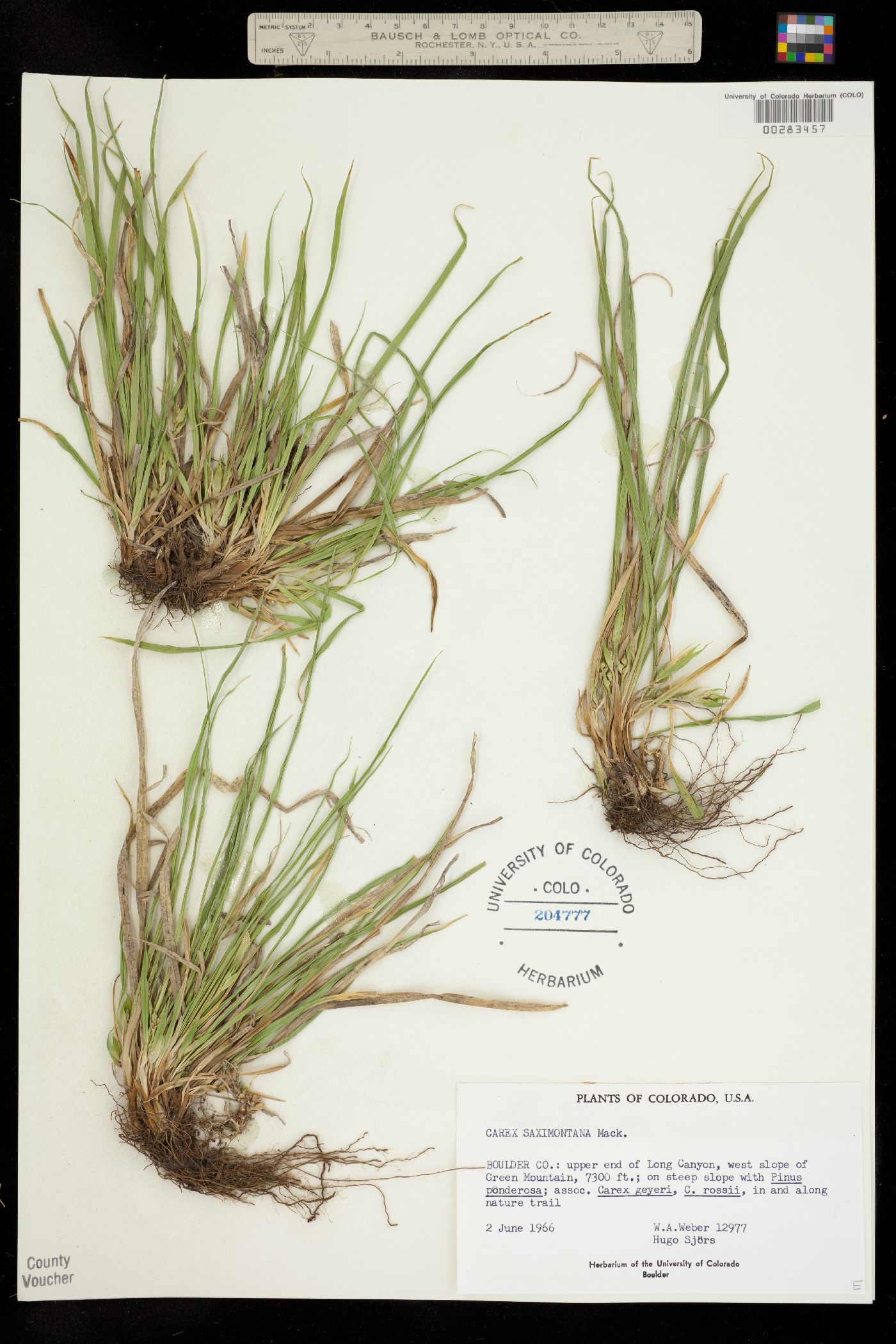 Carex saximontana image