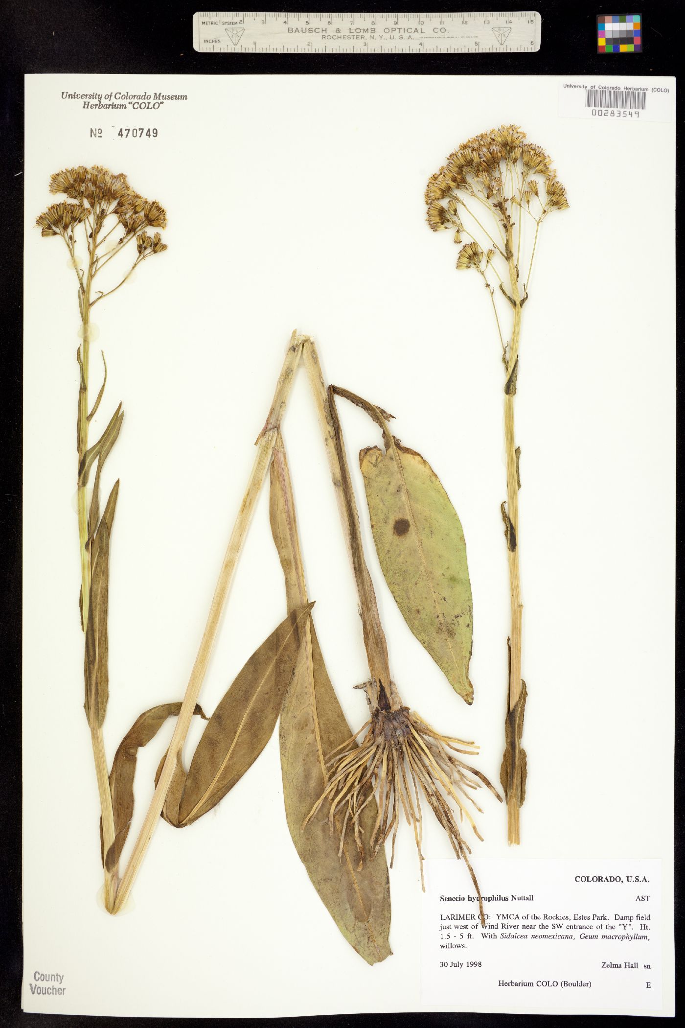 Senecio hydrophilus image