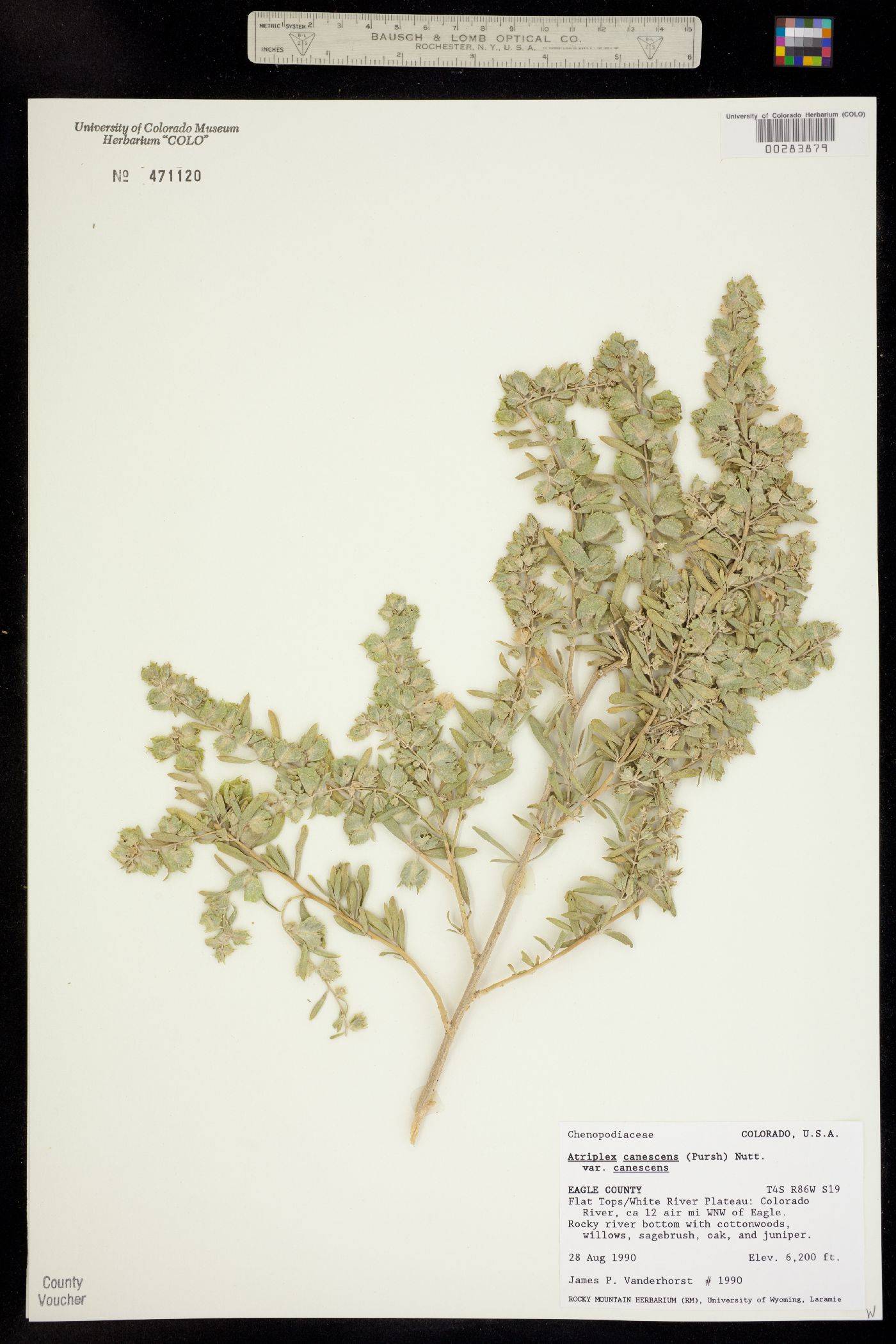 Atriplex canescens var. canescens image