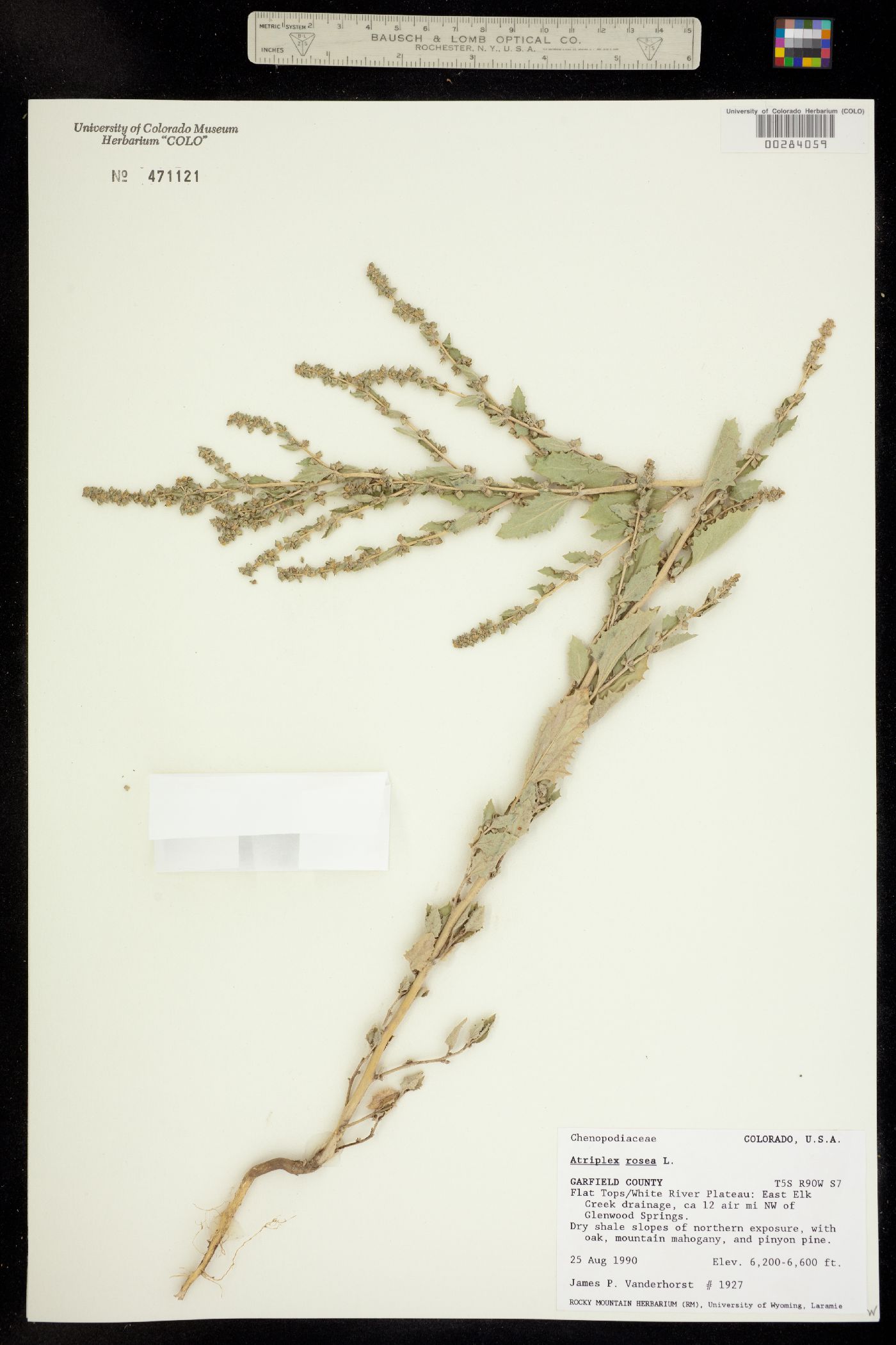 Atriplex rosea image