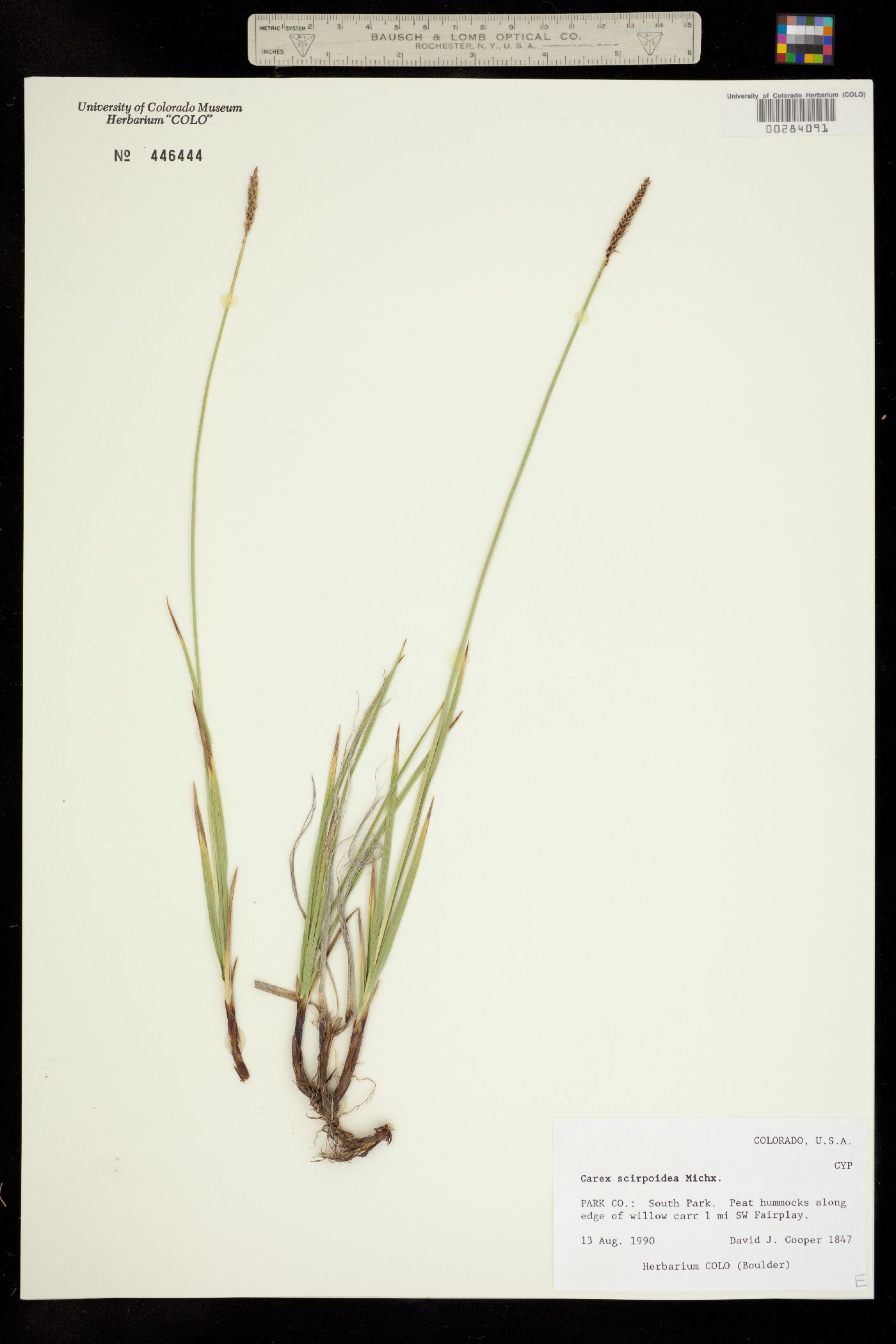 Carex scirpoidea image