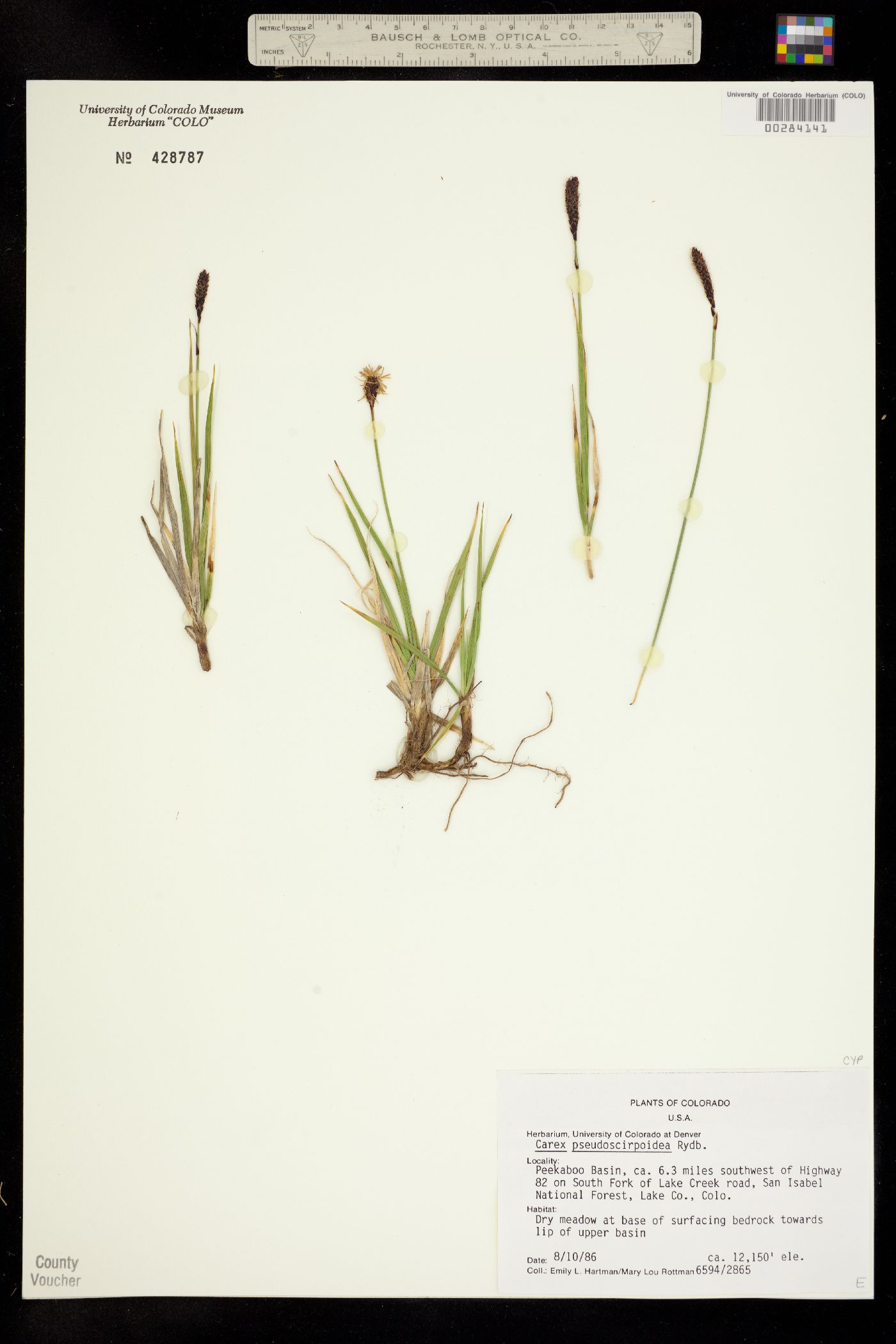 Carex scirpoidea image