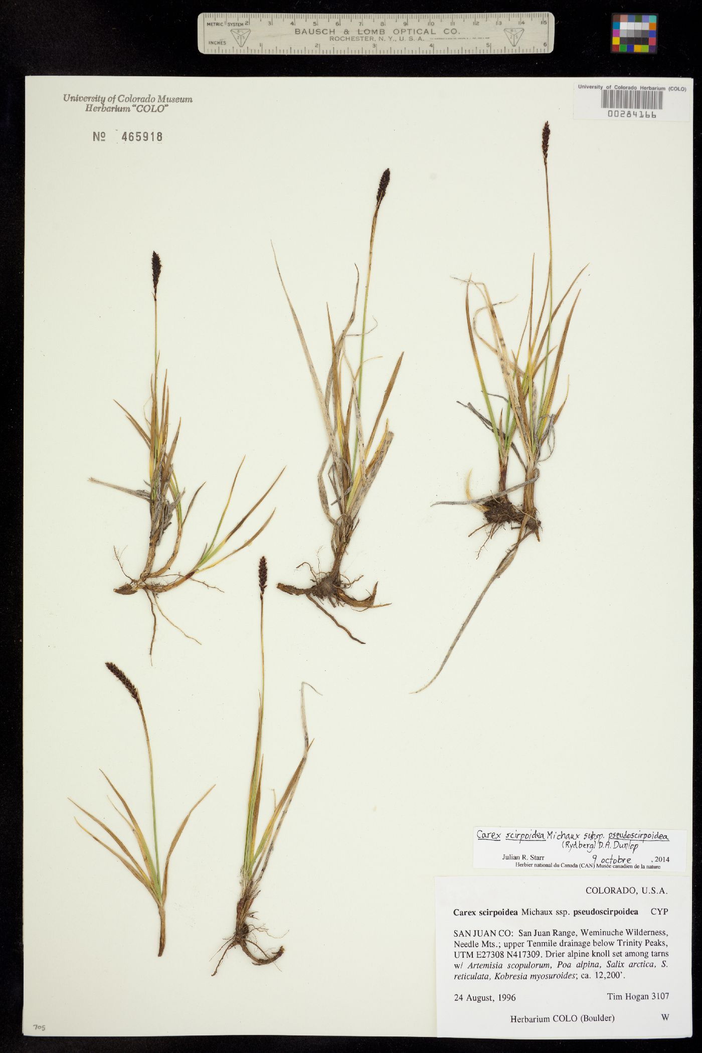 Carex scirpoidea ssp. pseudoscirpoidea image
