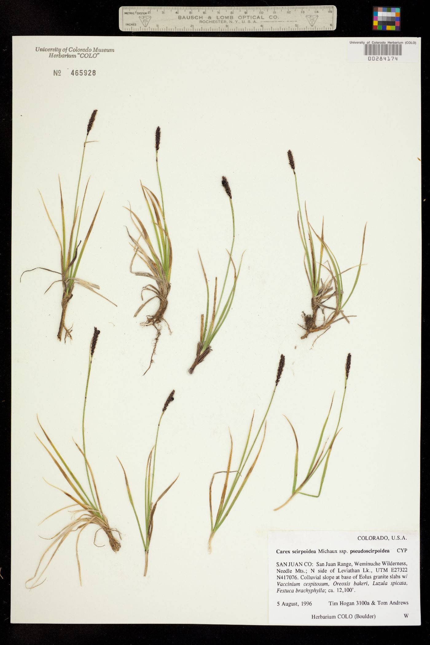 Carex scirpoidea ssp. pseudoscirpoidea image