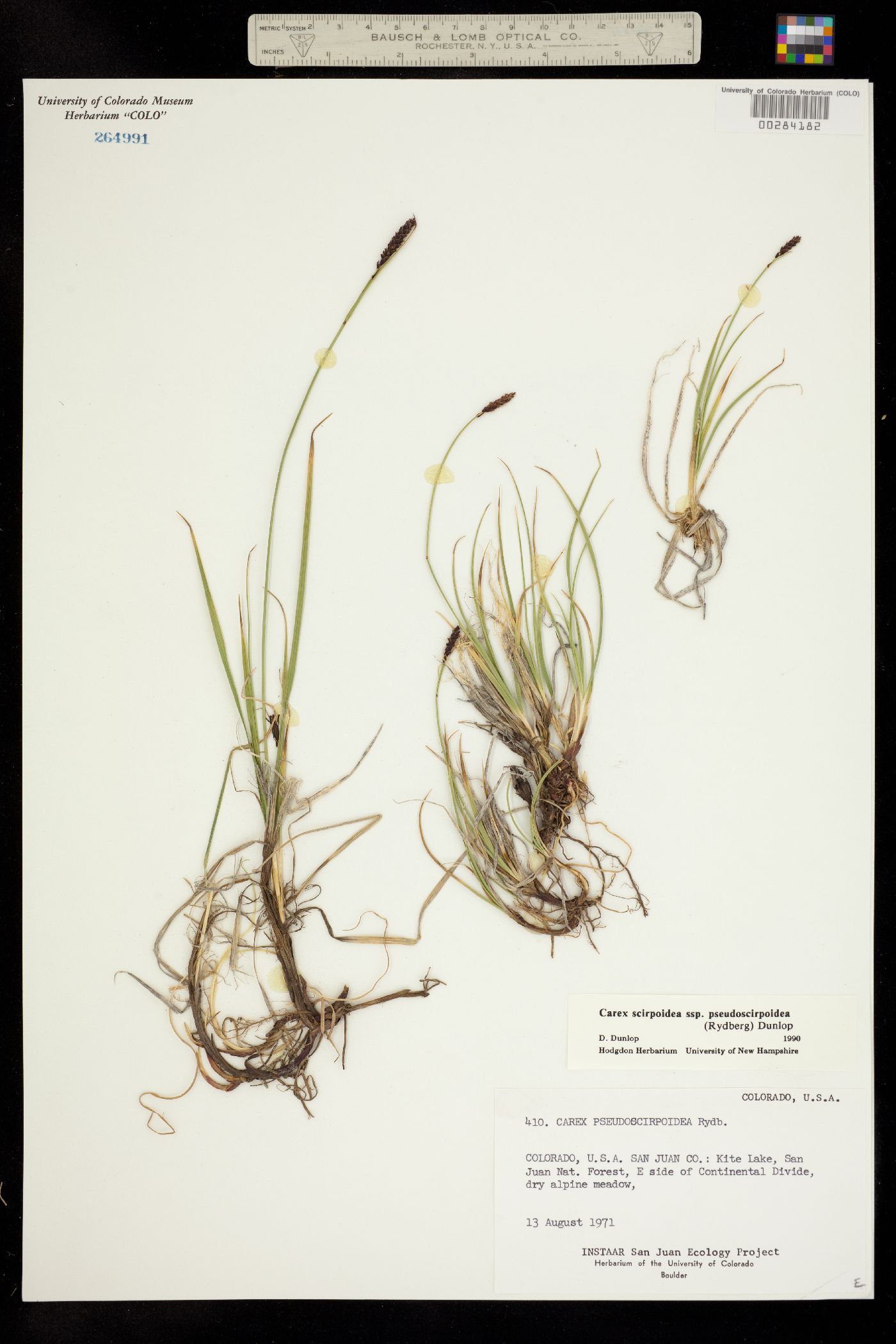 Carex scirpoidea ssp. pseudoscirpoidea image