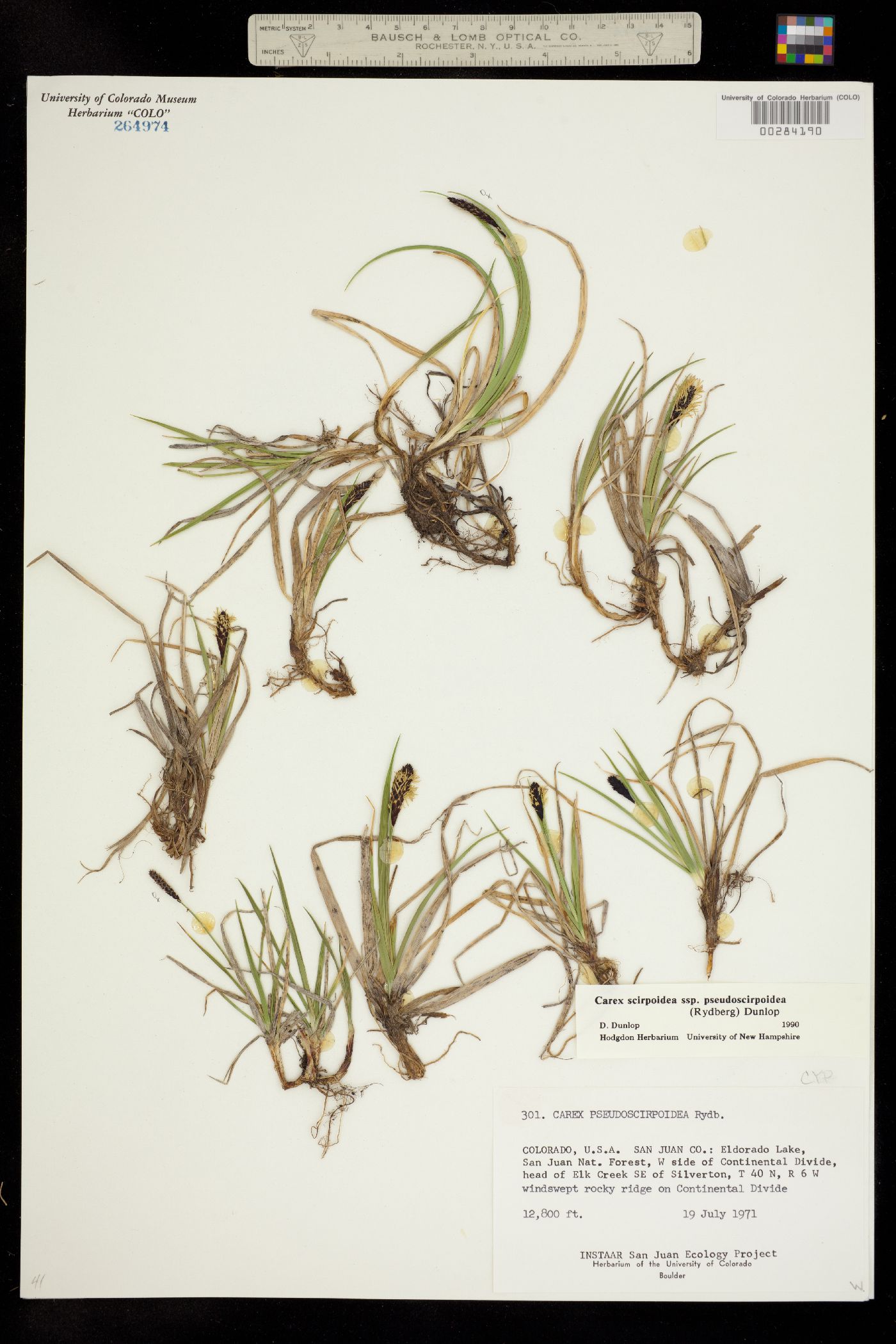 Carex scirpoidea image