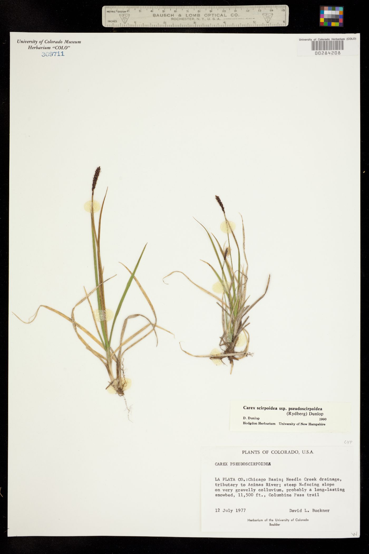 Carex scirpoidea image