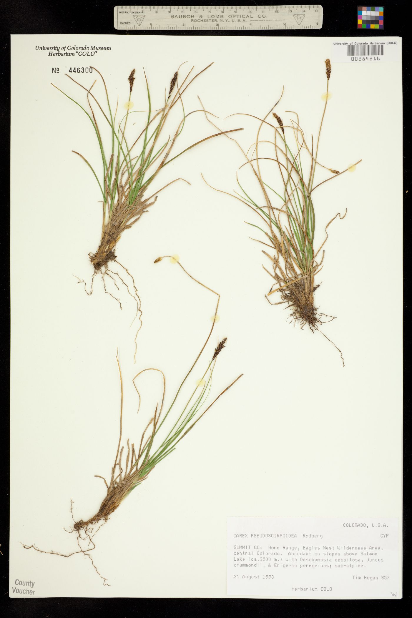 Carex scirpoidea ssp. pseudoscirpoidea image