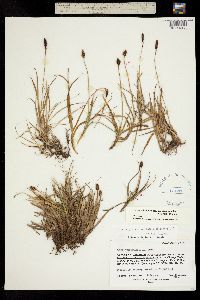 Carex scirpoidea ssp. pseudoscirpoidea image