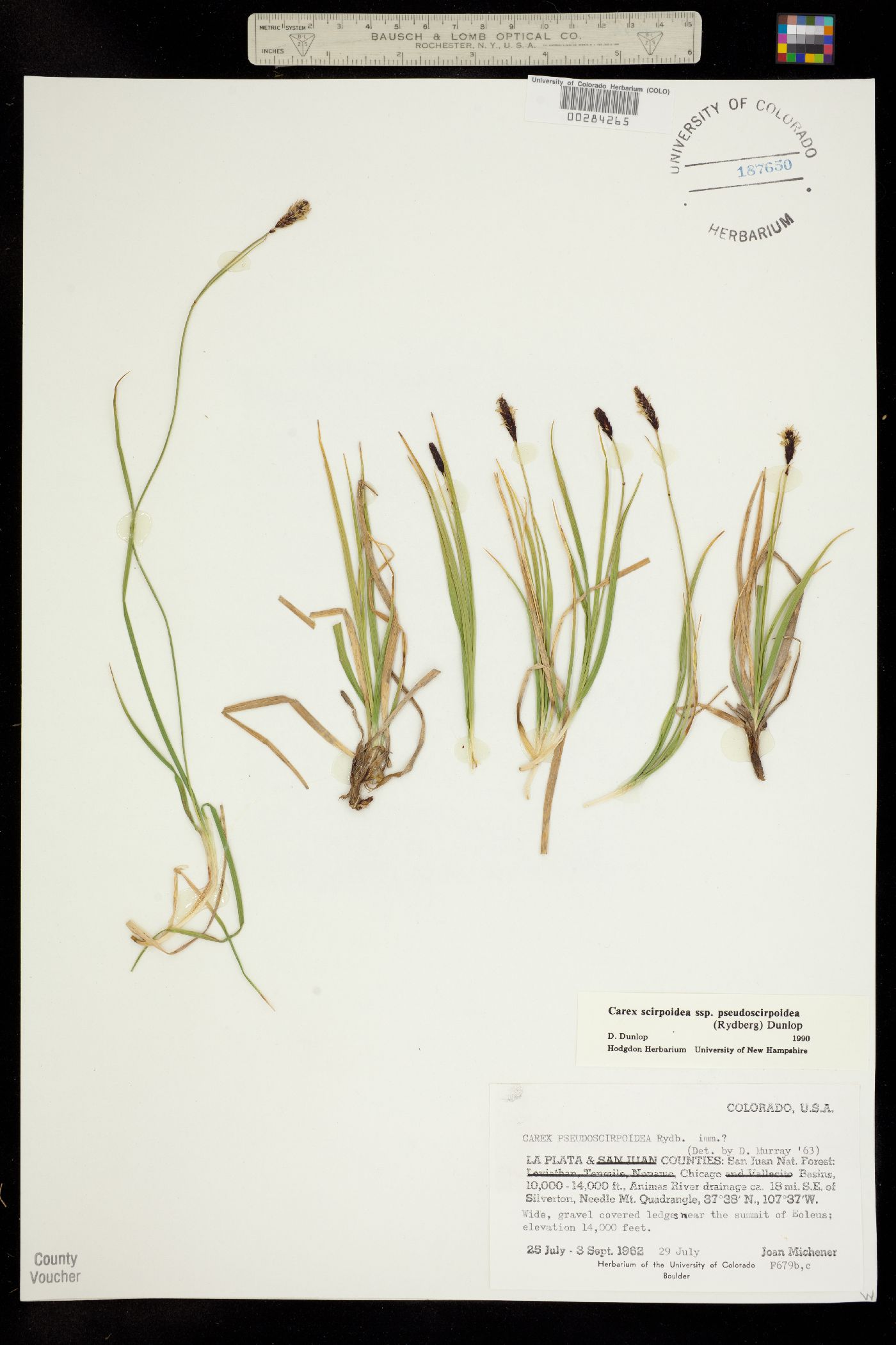 Carex scirpoidea ssp. pseudoscirpoidea image