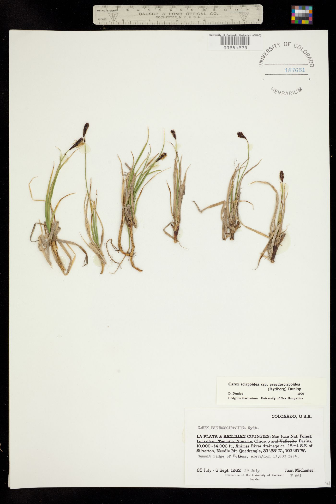 Carex scirpoidea ssp. pseudoscirpoidea image