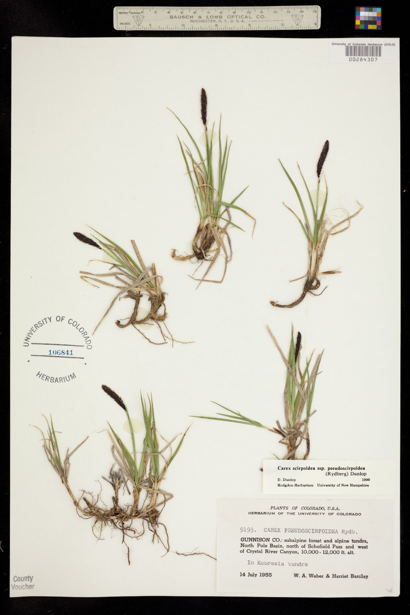 Carex scirpoidea image