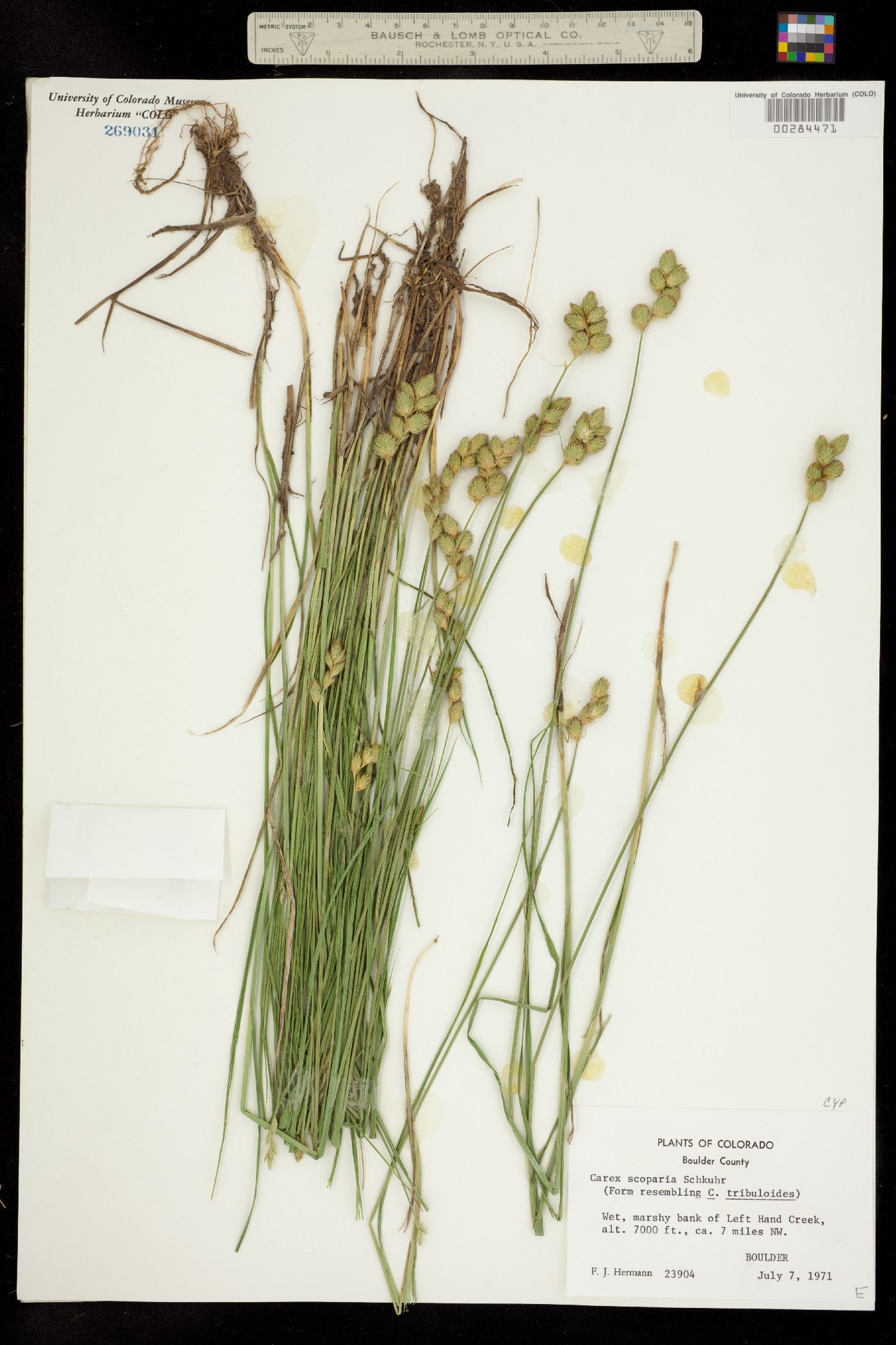 Carex scoparia image