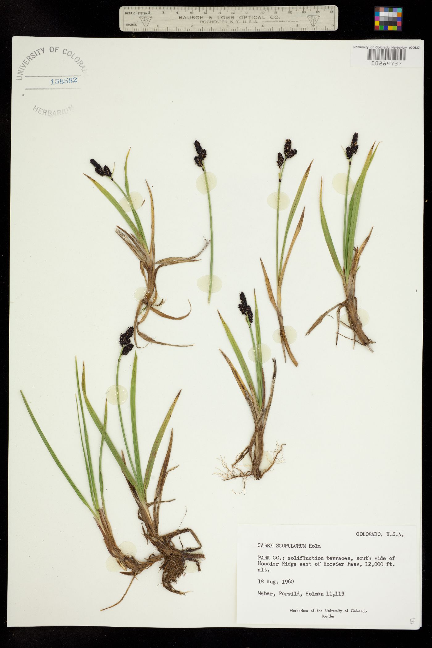 Carex scopulorum image