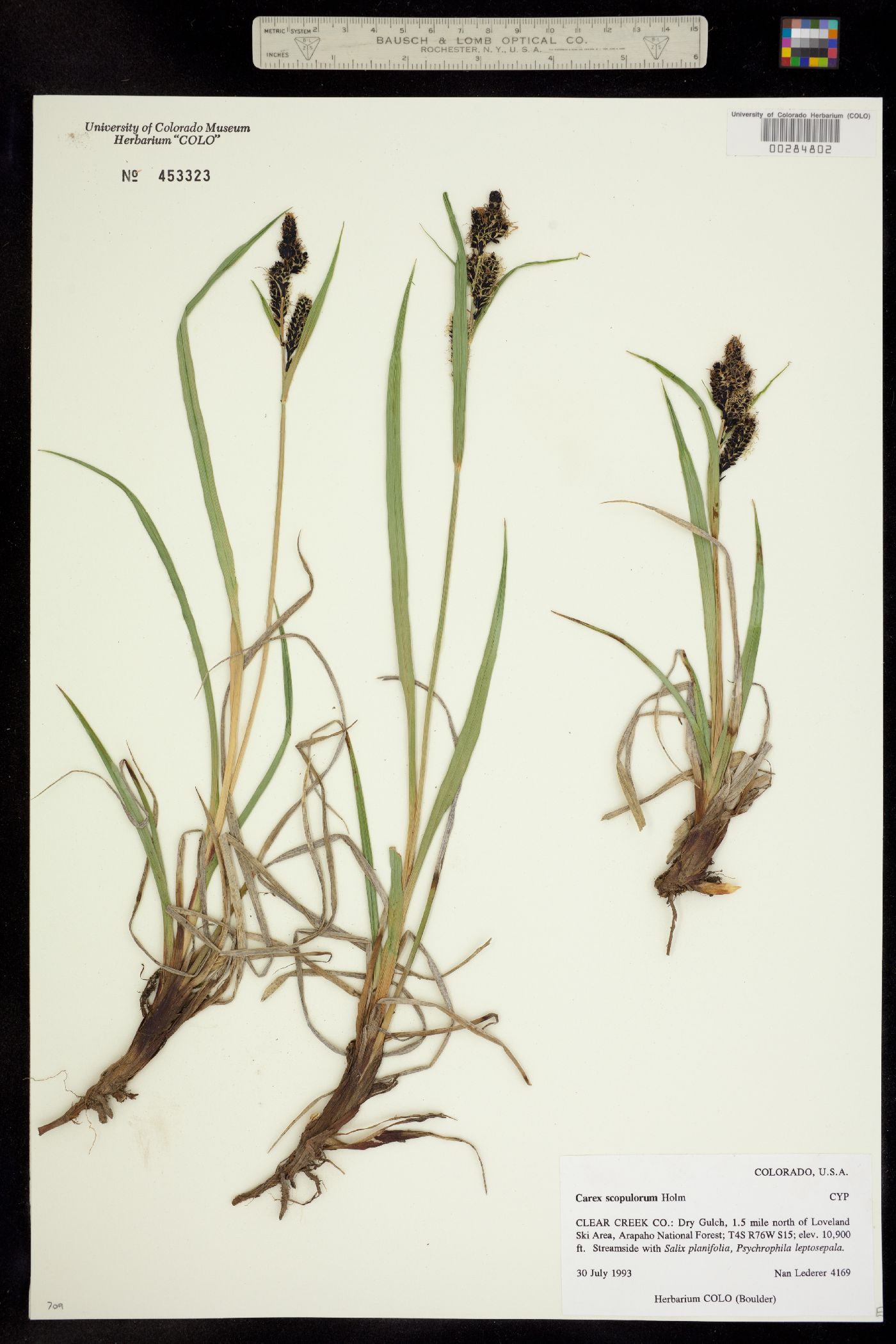 Carex scopulorum image