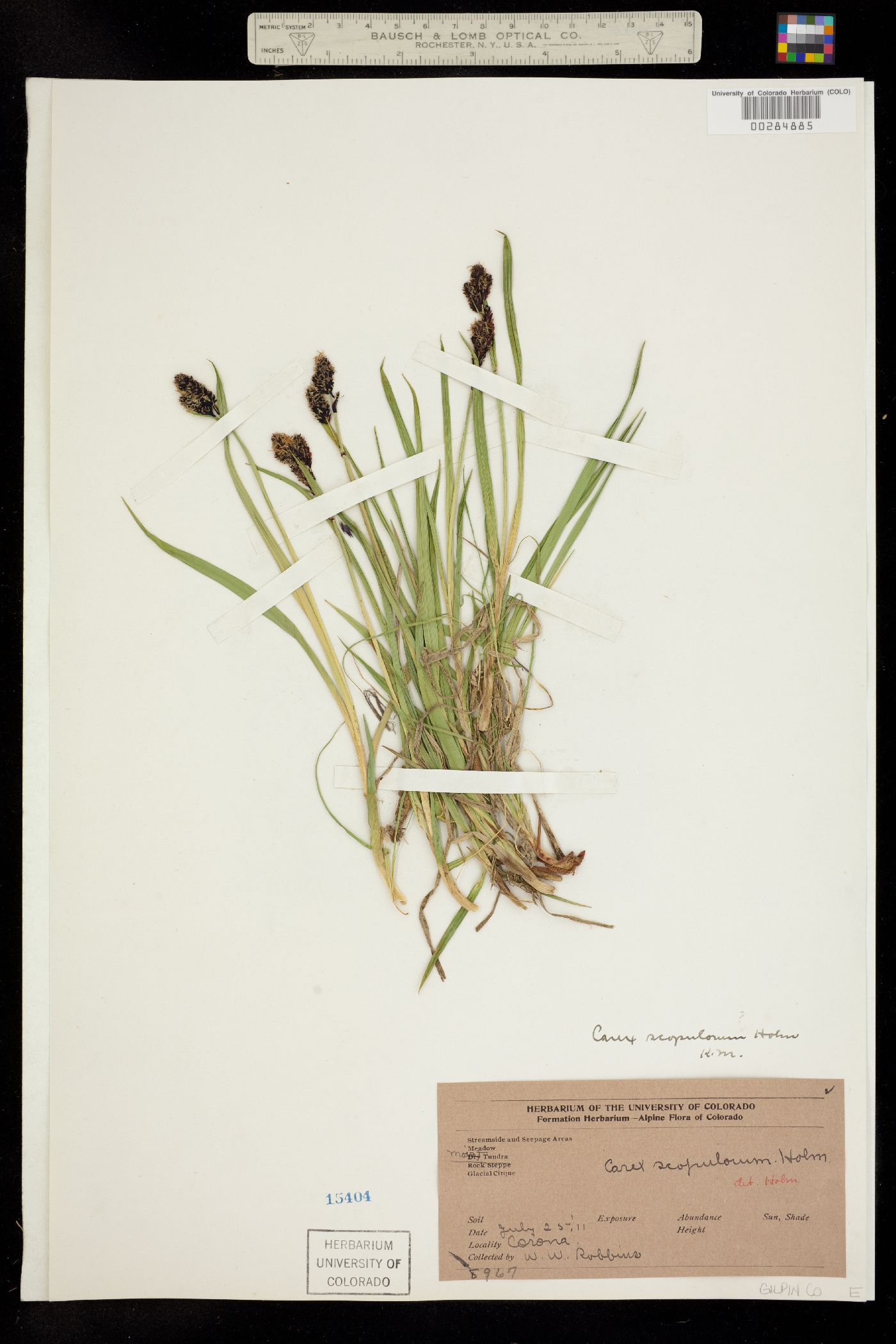 Carex scopulorum image