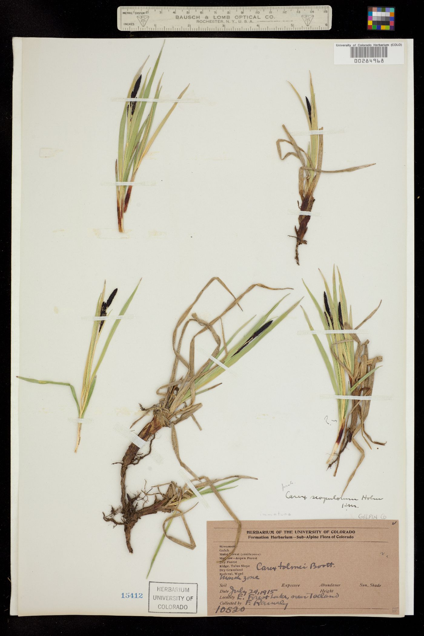 Carex scopulorum image